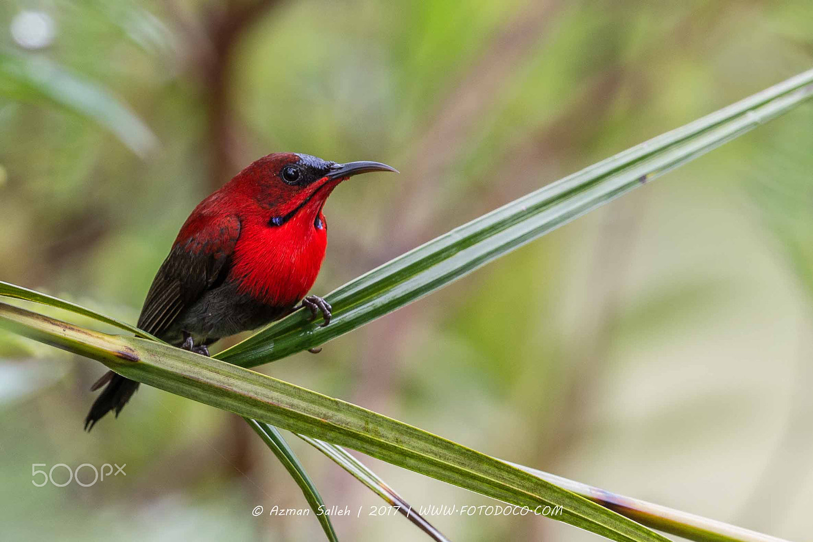 Nikon D7200 sample photo. Crimson sunbird photography