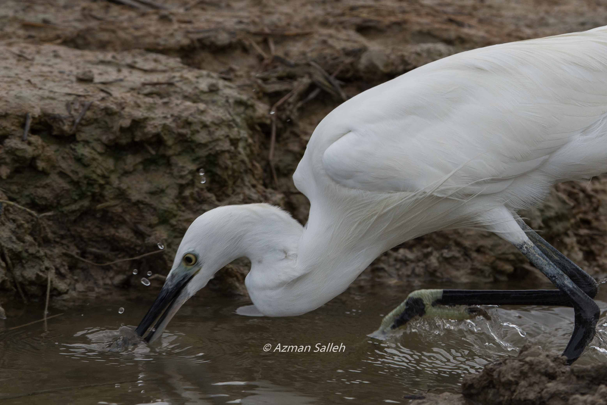 Nikon D7200 sample photo. Egret photography