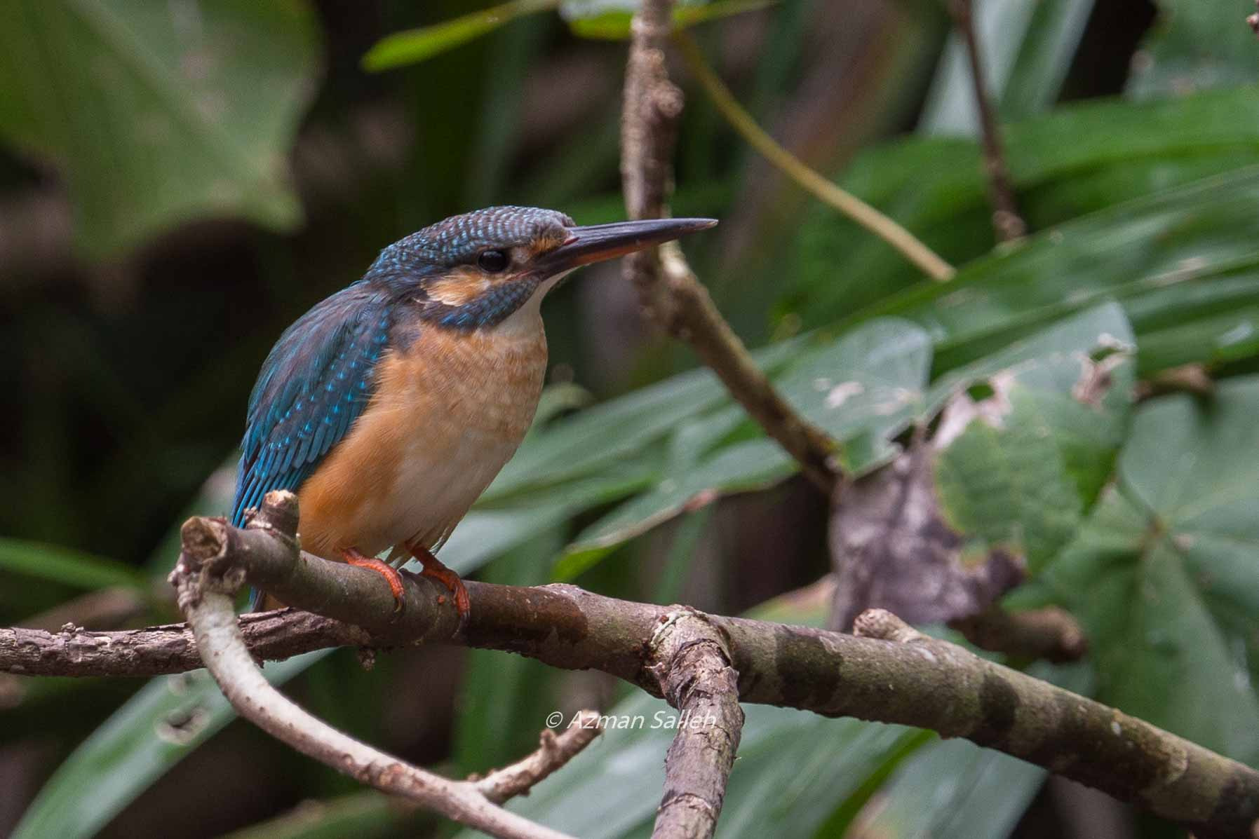 Nikon AF-S Nikkor 500mm F4E FL ED VR sample photo. Common kingfisher photography