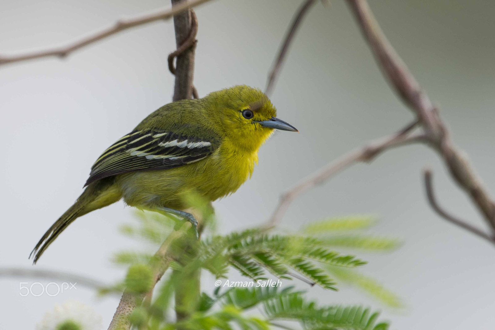 Nikon AF-S Nikkor 500mm F4E FL ED VR sample photo. Common iora photography