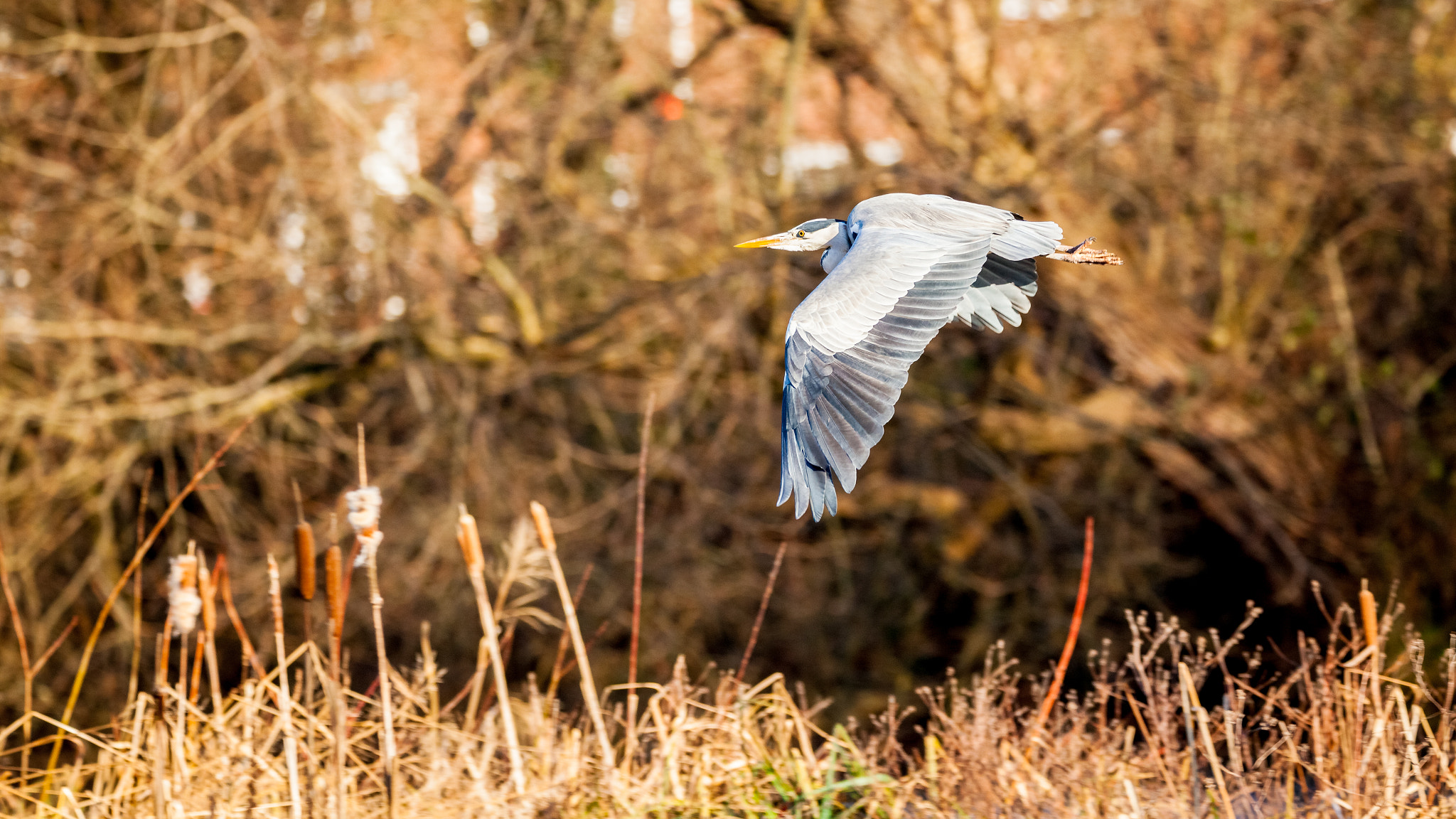 Tamron SP 150-600mm F5-6.3 Di VC USD sample photo. Grey heron photography