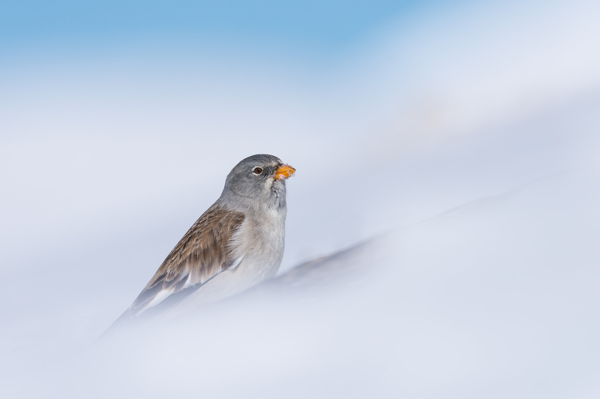 Nikon AF-S Nikkor 200-400mm F4G ED-IF VR sample photo. Snowfinch / schneesperling photography