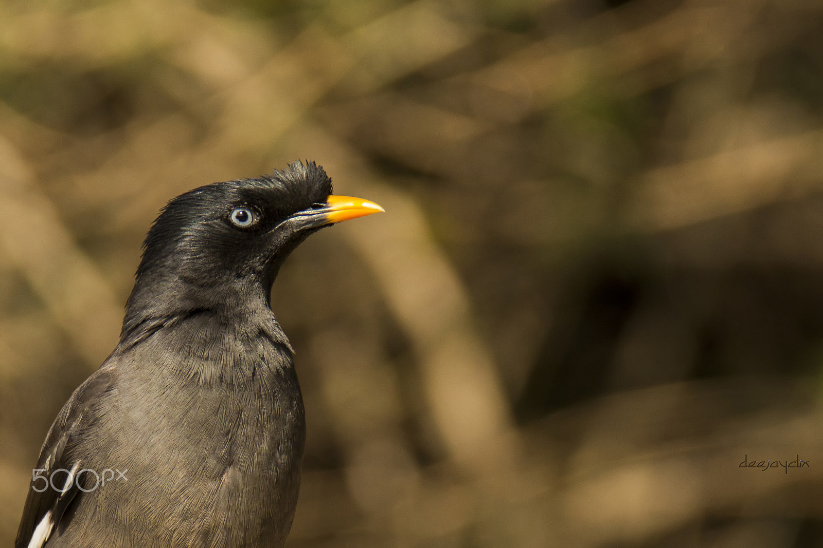Tamron SP 150-600mm F5-6.3 Di VC USD sample photo. The angry bird photography