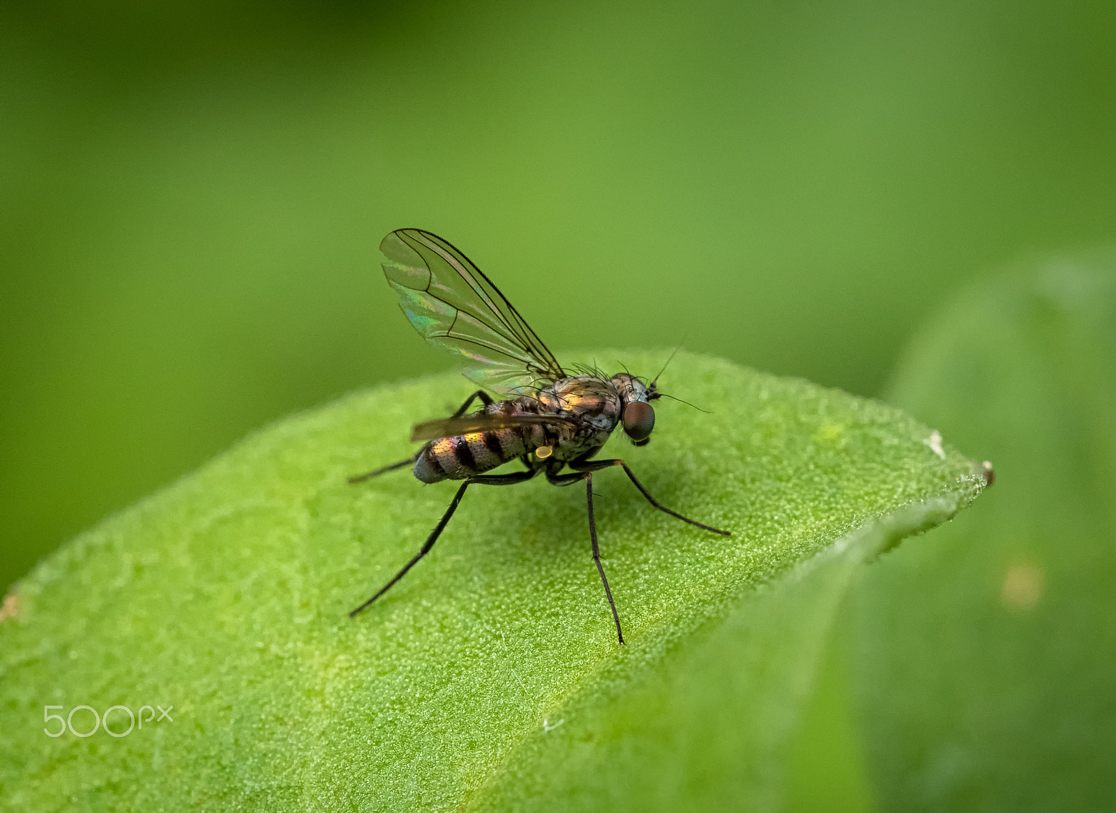 Panasonic Leica DG Macro-Elmarit 45mm F2.8 ASPH OIS sample photo. Long legged bronze fly photography