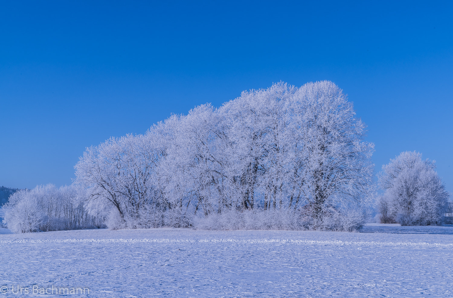 Sony a7R II sample photo. Frosty world photography