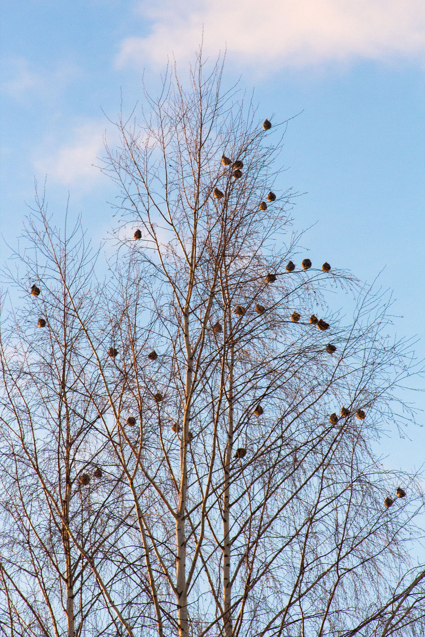 Canon EF 75-300mm f/4-5.6 USM sample photo. Bombycilla garrulus photography