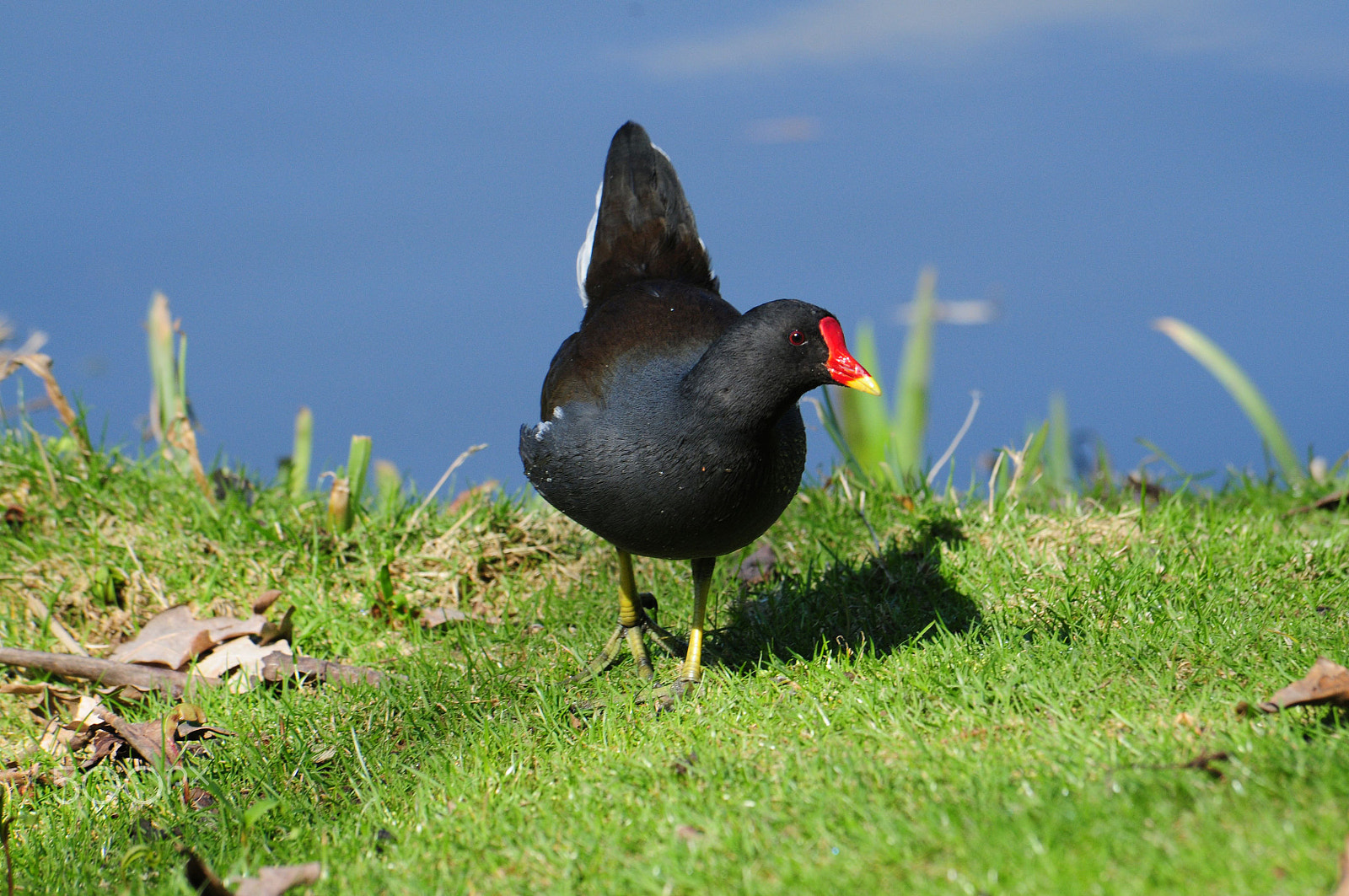 Nikon D300 sample photo. Teichhuhn photography