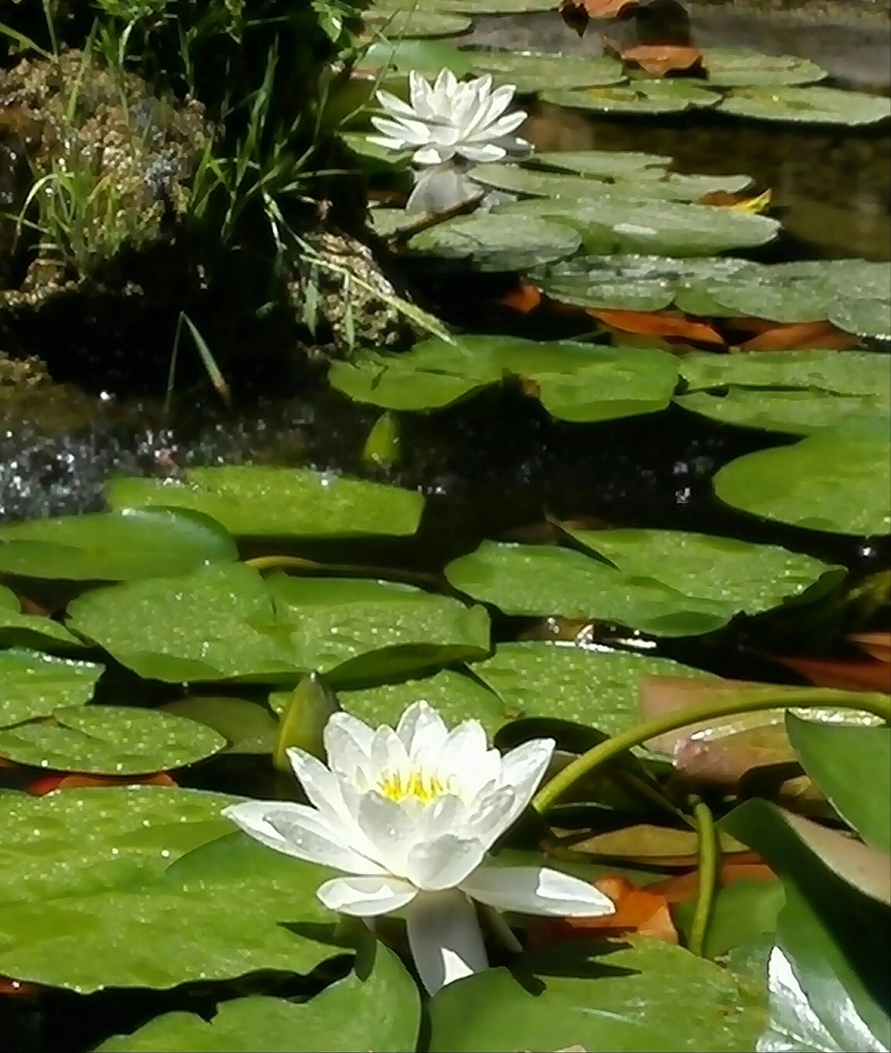 HUAWEI P7-L10 sample photo. Lotus photography