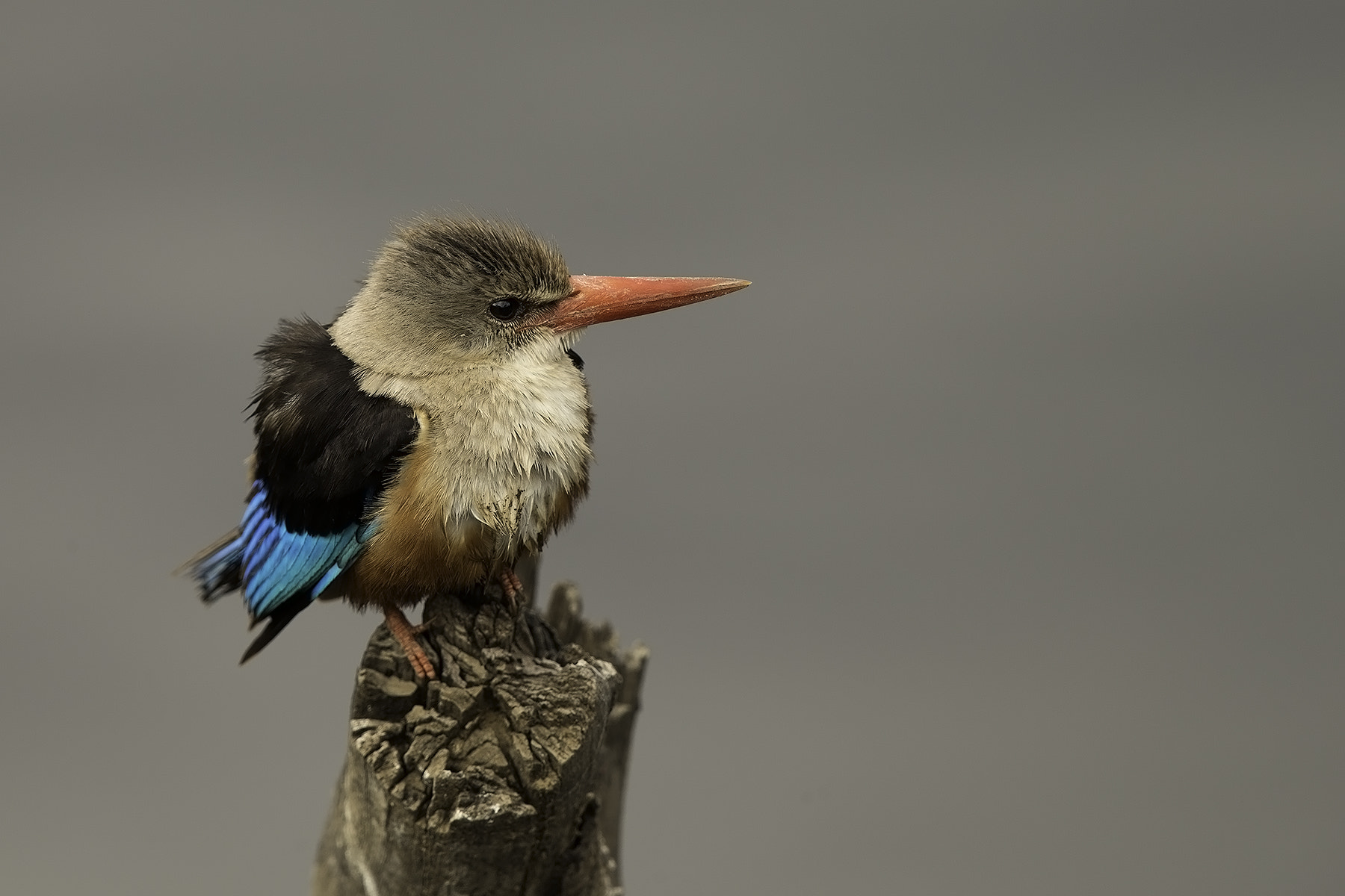 Canon EF 600mm F4L IS II USM sample photo. Kingfisher photography