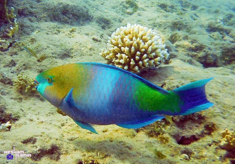 Fujifilm FinePix XP70 XP71 XP75 sample photo. Ras mohammed sharm el sheikh egypt protected photography