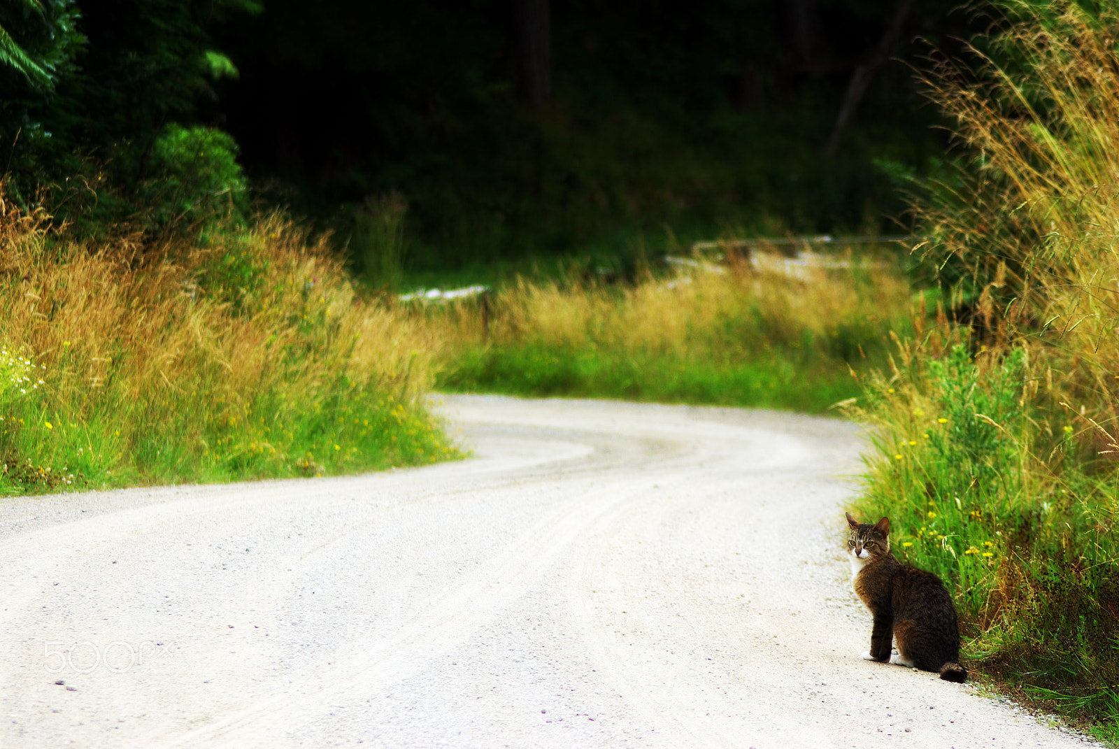 Pentax K10D sample photo. Feral cat photography