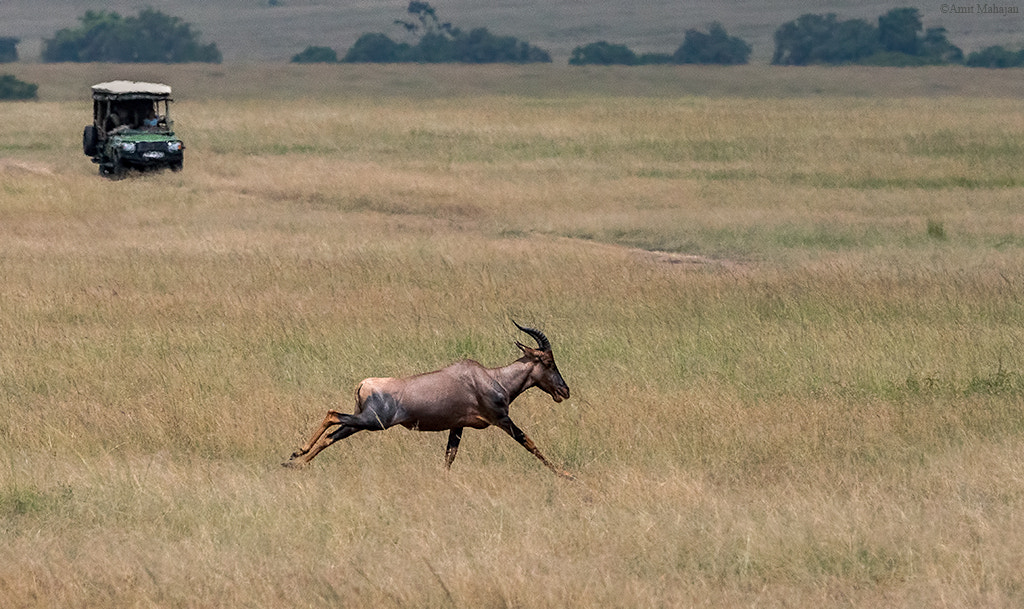 Sony 70-400mm F4-5.6 G SSM II sample photo. Topi at the top speed photography