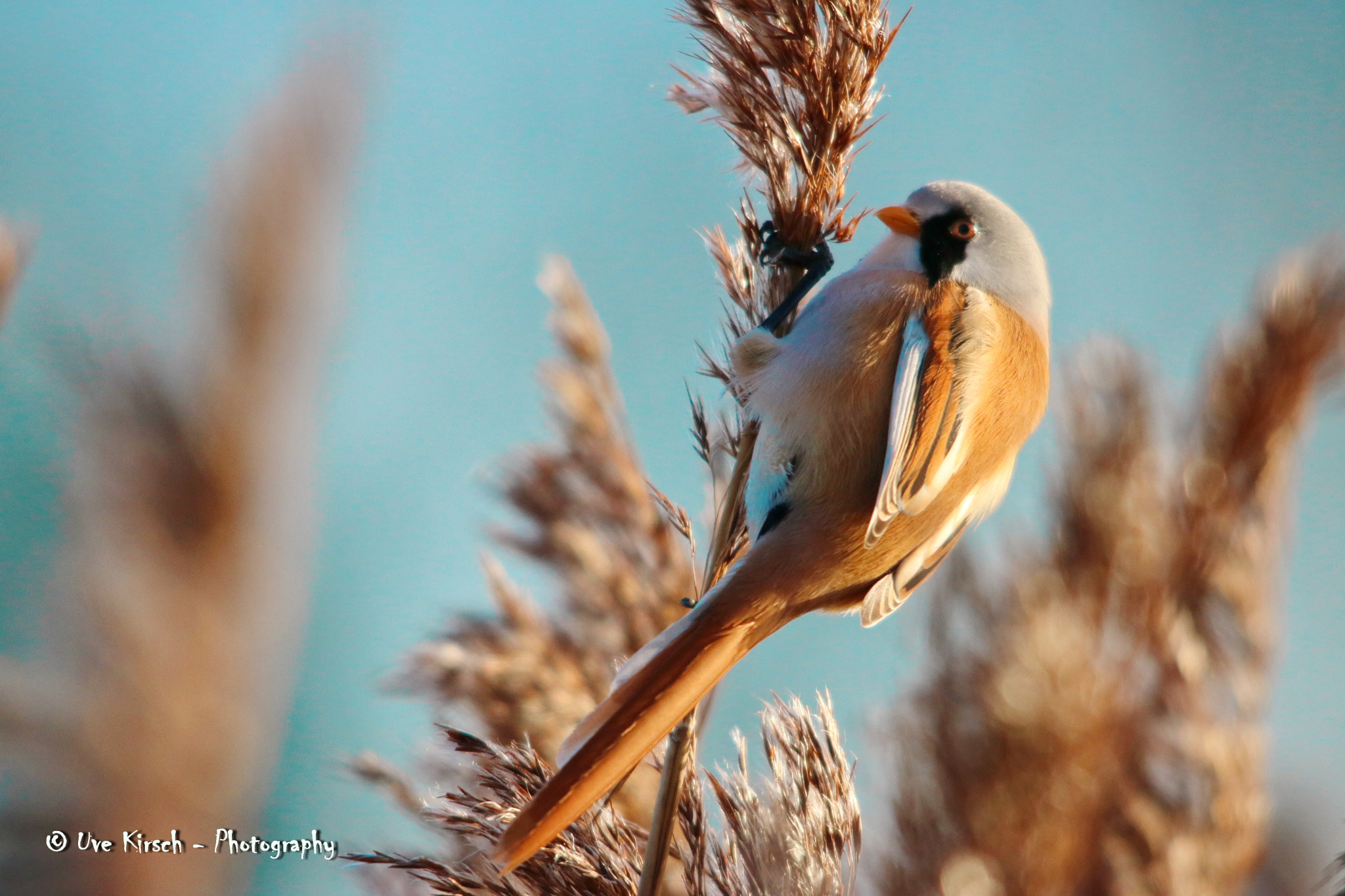 Canon EOS 760D (EOS Rebel T6s / EOS 8000D) sample photo. Bearded reedling (panurus biarmicus male) photography