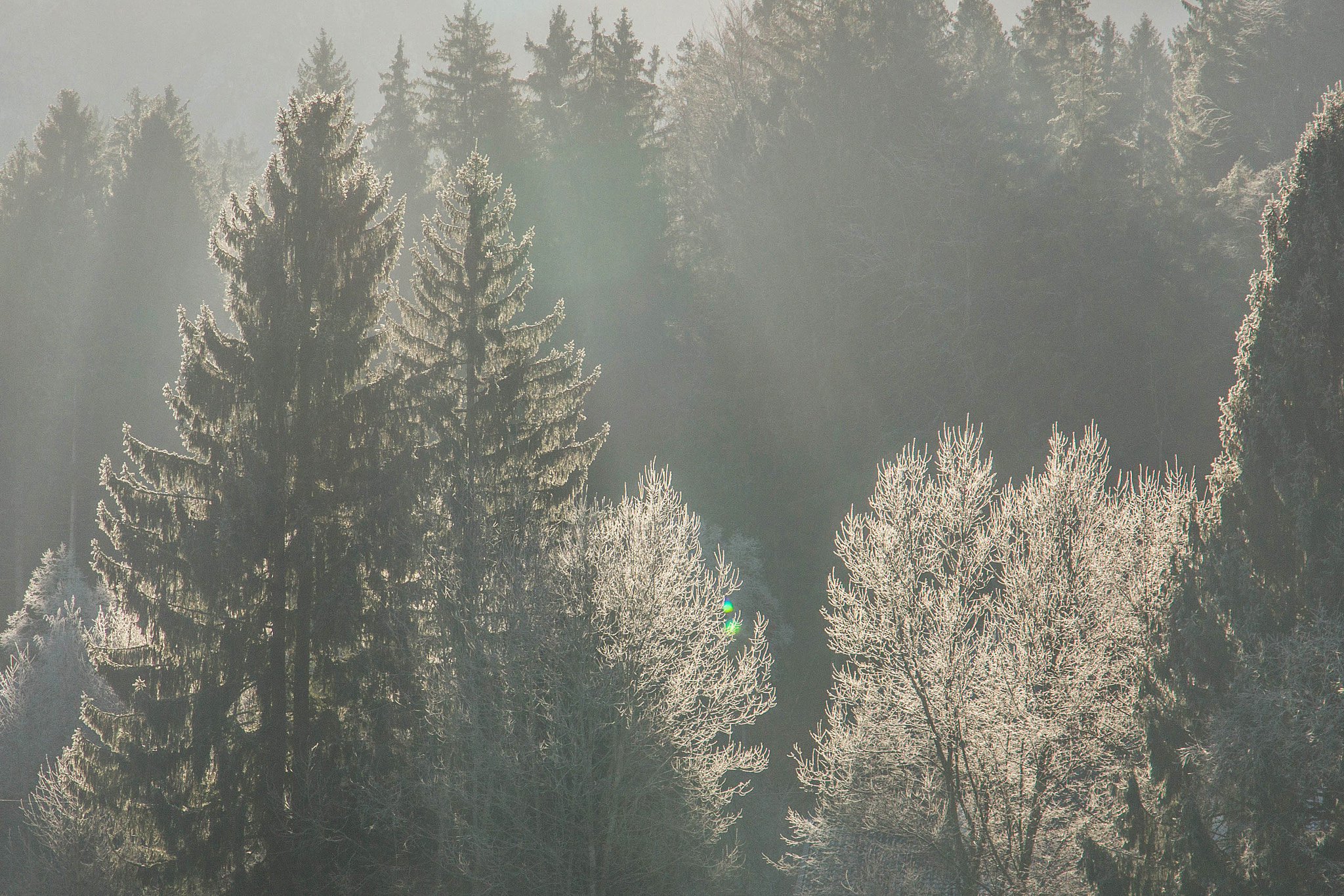 Sony Alpha DSLR-A550 + Sony DT 16-105mm F3.5-5.6 sample photo. Schwangau photography