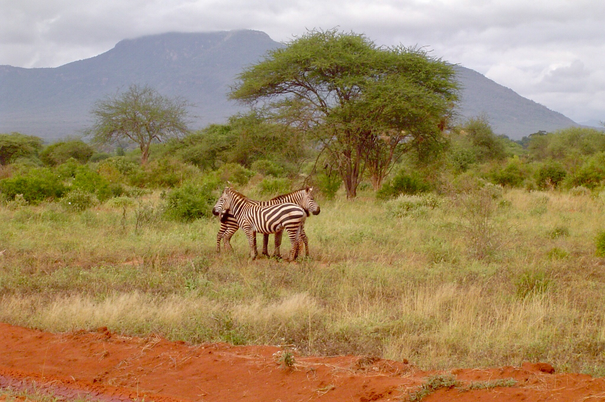 Sony DSC-P8 sample photo. Family in the wild.... photography