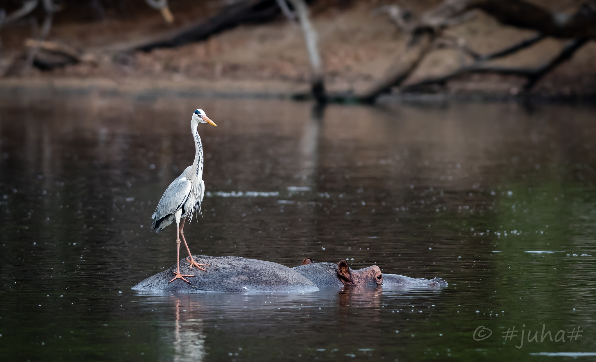 Nikon AF-S Nikkor 300mm F2.8G ED-IF VR sample photo. Grey heron @ mana pools photography