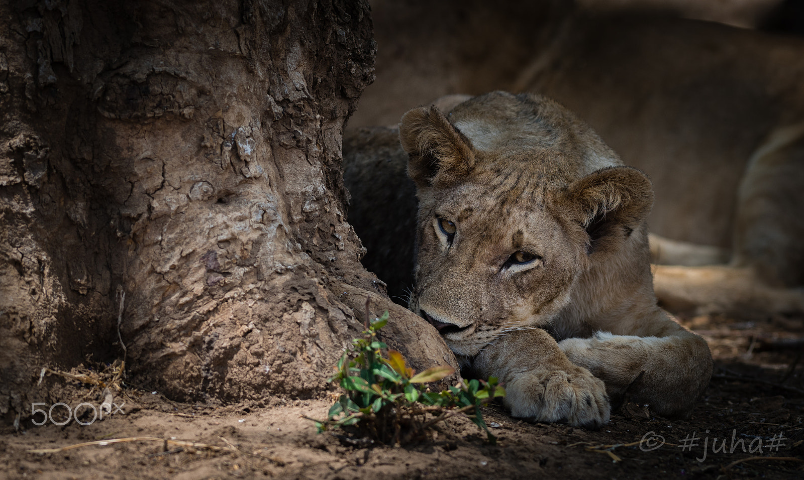 Nikon D810 sample photo. Nsefu lion cub photography