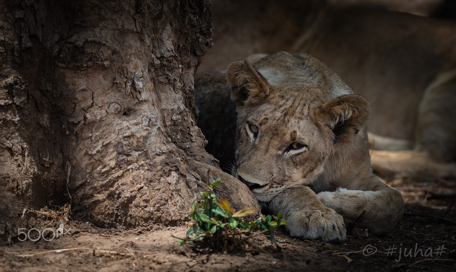 Nikon AF-S Nikkor 300mm F2.8G ED-IF VR sample photo. Nsefu lion cub photography