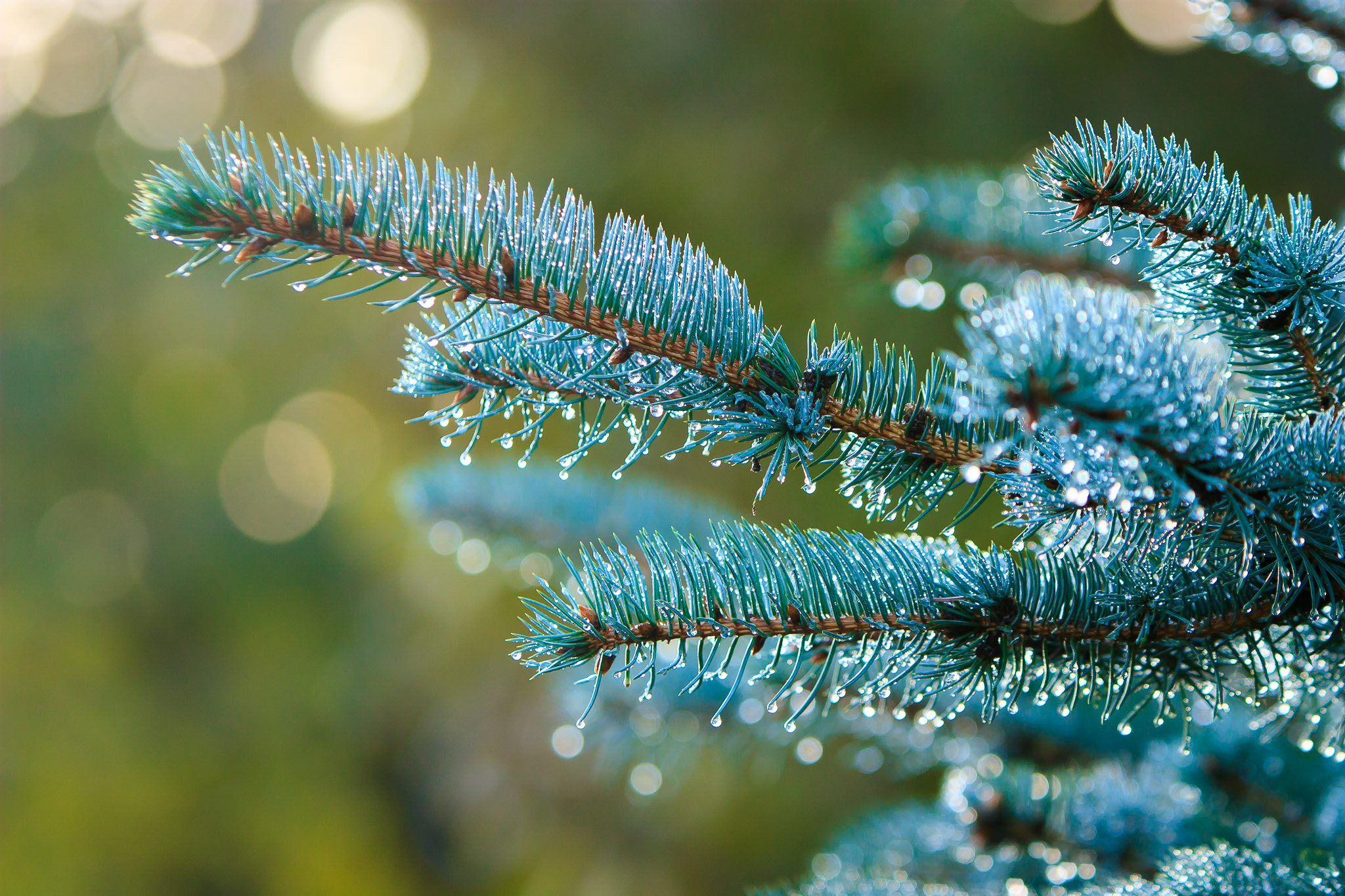 Canon EF 70-200mm F2.8L IS USM sample photo. Drops photography