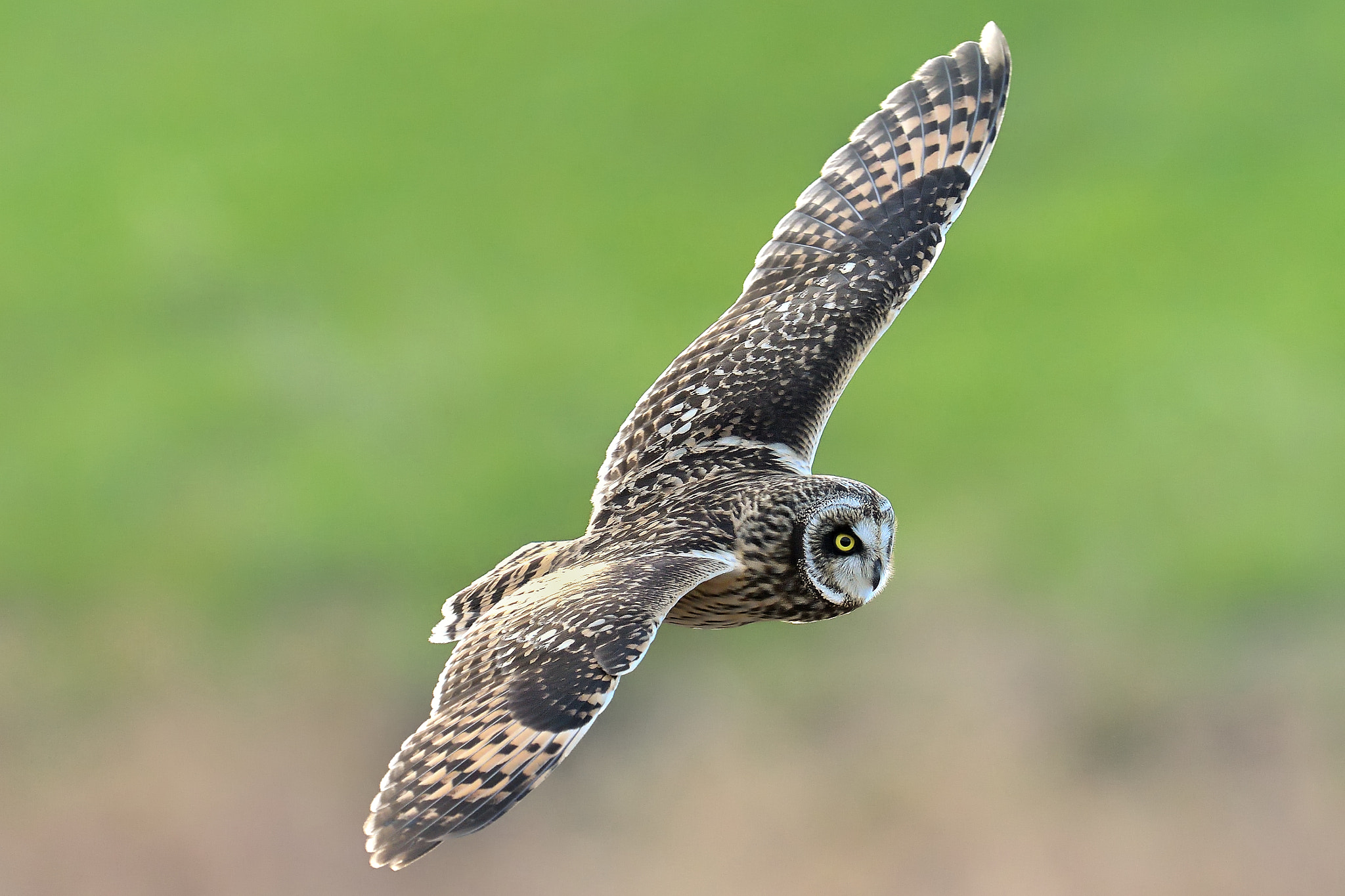 Nikon D500 + Nikon AF-S Nikkor 600mm F4G ED VR sample photo. Short-eared owl photography