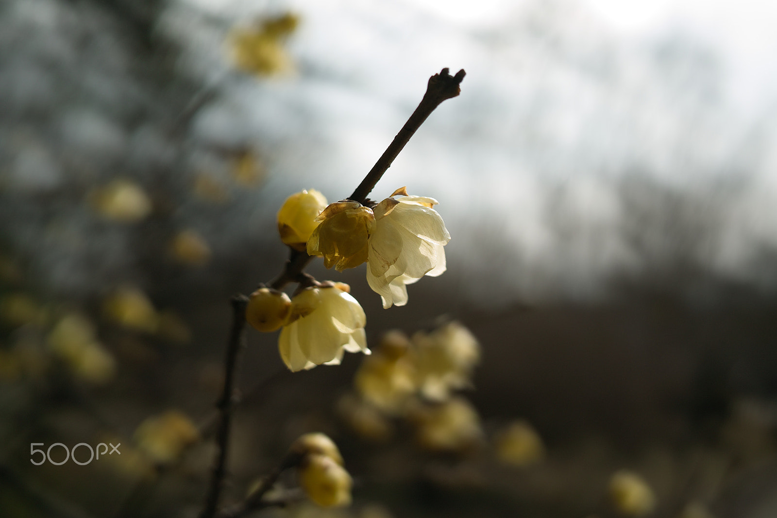 Sigma DP2x sample photo. 素心蝋梅 wintersweet - dpx sdim photography