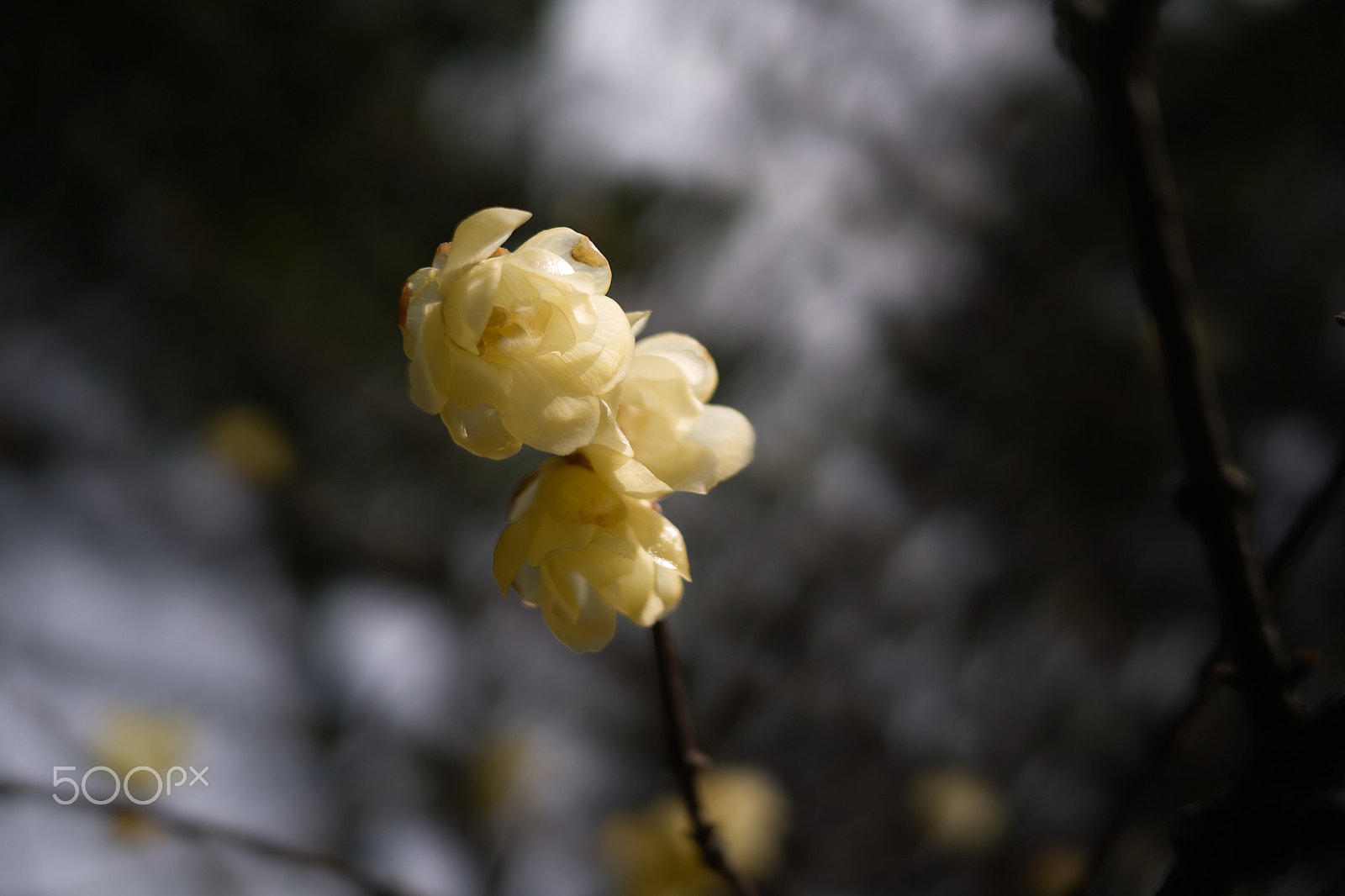 Sigma DP2x sample photo. 素心蝋梅 wintersweet - dpx sdim photography