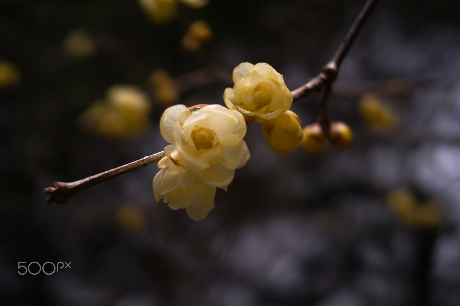 Sigma DP2x sample photo. 素心蝋梅 wintersweet - dpx sdim photography