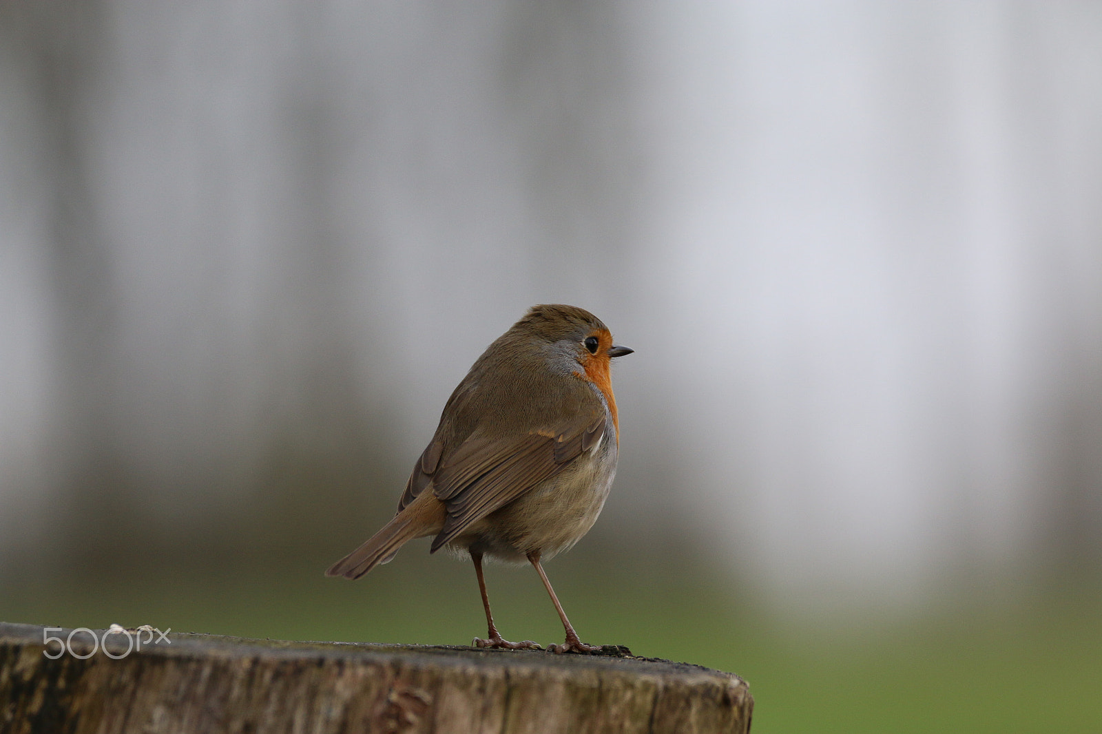 Sigma 150-600mm F5-6.3 DG OS HSM | C sample photo. Right side of a robin photography