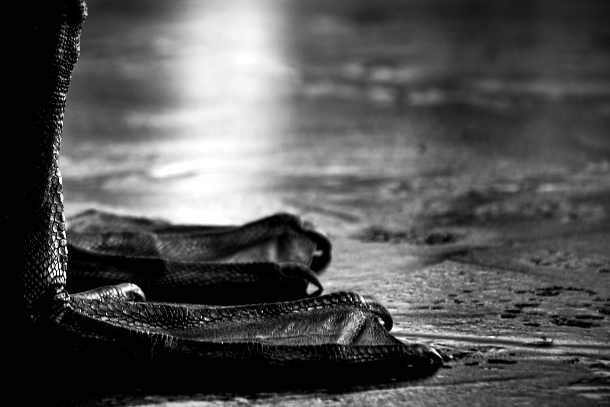 Sony ILCA-77M2 sample photo. Swans feet photography