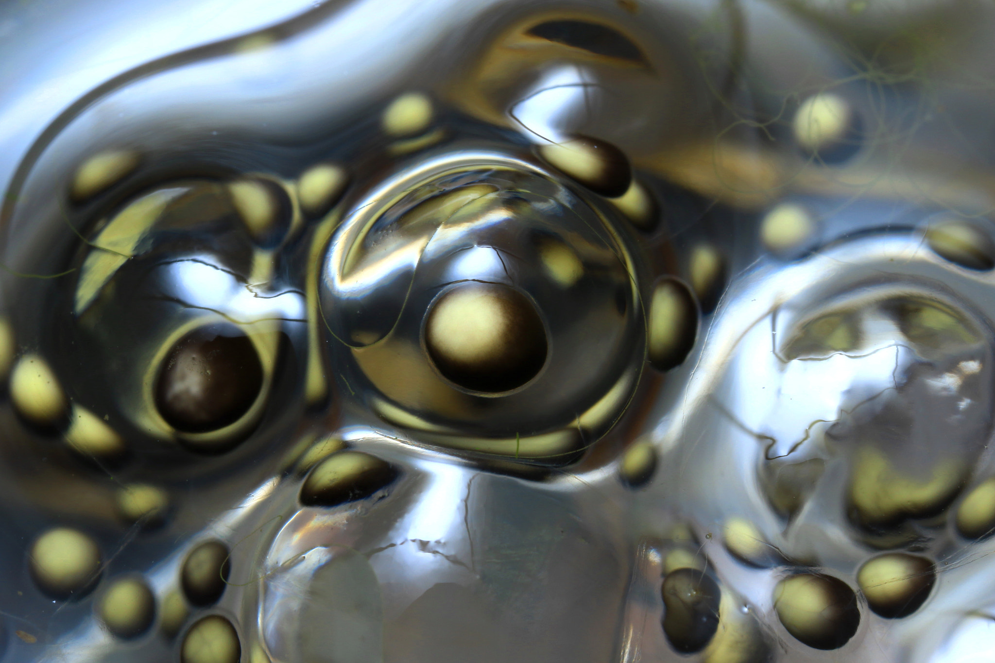 Canon MP-E 65mm F2.5 1-5x Macro Photo sample photo. Frog egg photography