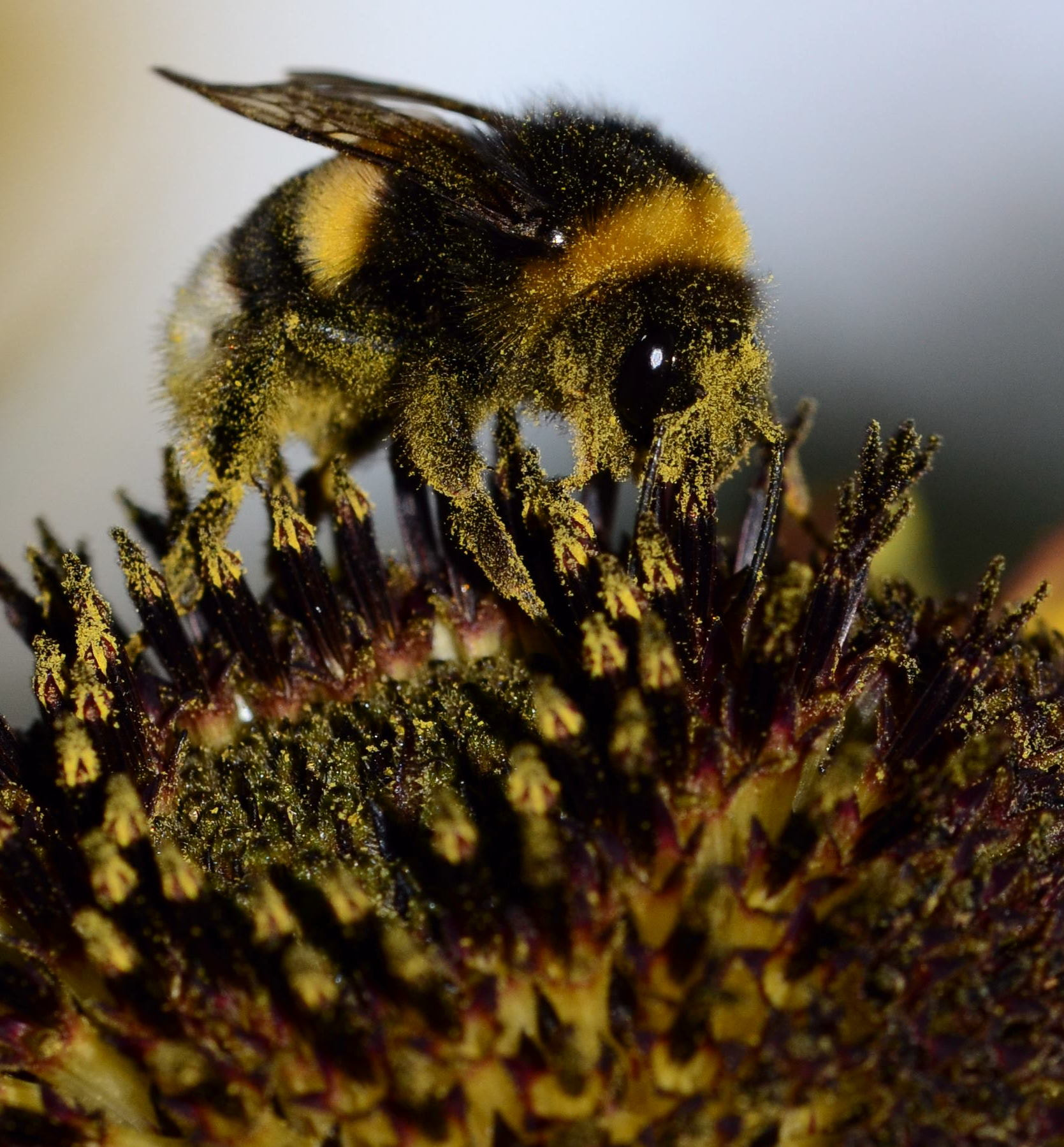Sigma 105mm F2.8 EX DG OS HSM sample photo. Bee photography