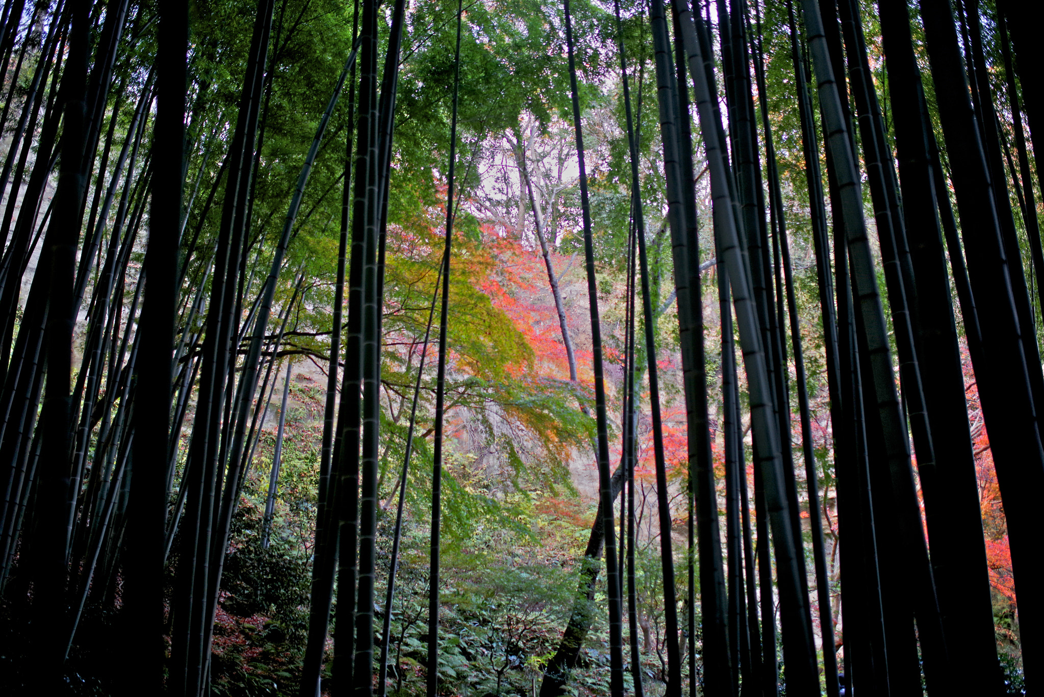 Pentax K-1 + Sigma 35mm F1.4 DG HSM Art sample photo. Bamboo grove glow photography