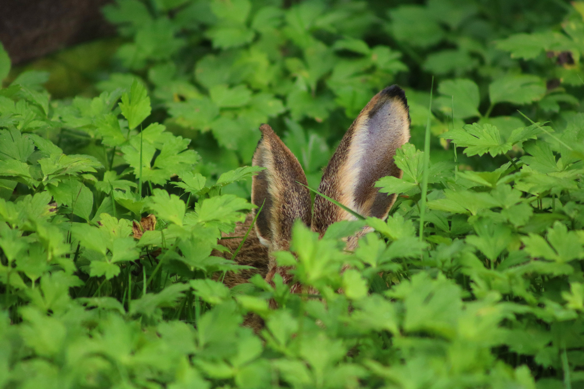 Canon EOS 750D (EOS Rebel T6i / EOS Kiss X8i) + EF75-300mm f/4-5.6 sample photo. Der versteckte feldhase photography
