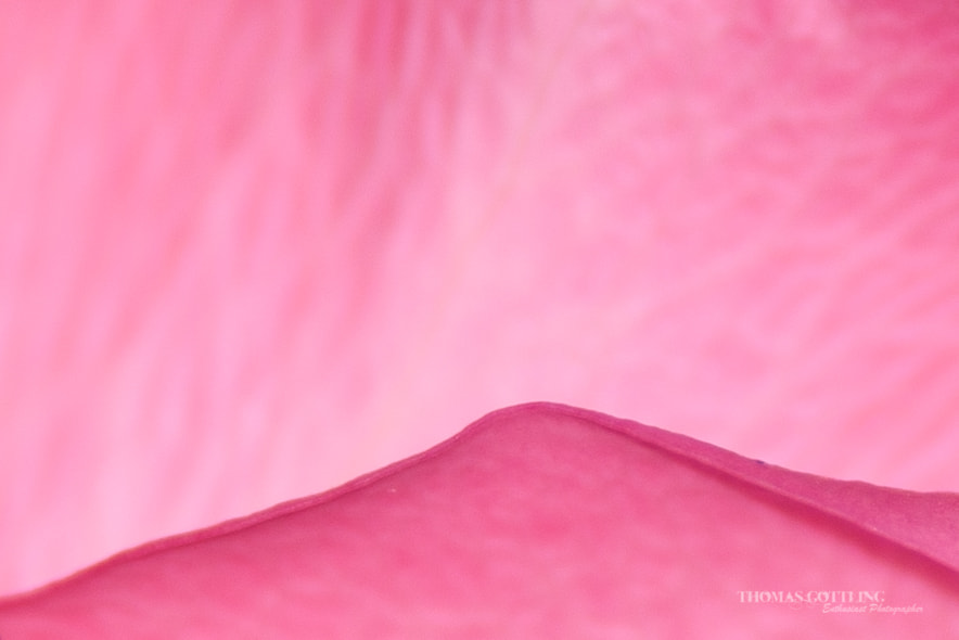 Nikon D750 sample photo. Macro of a rose, making it look almost like mounta ... photography