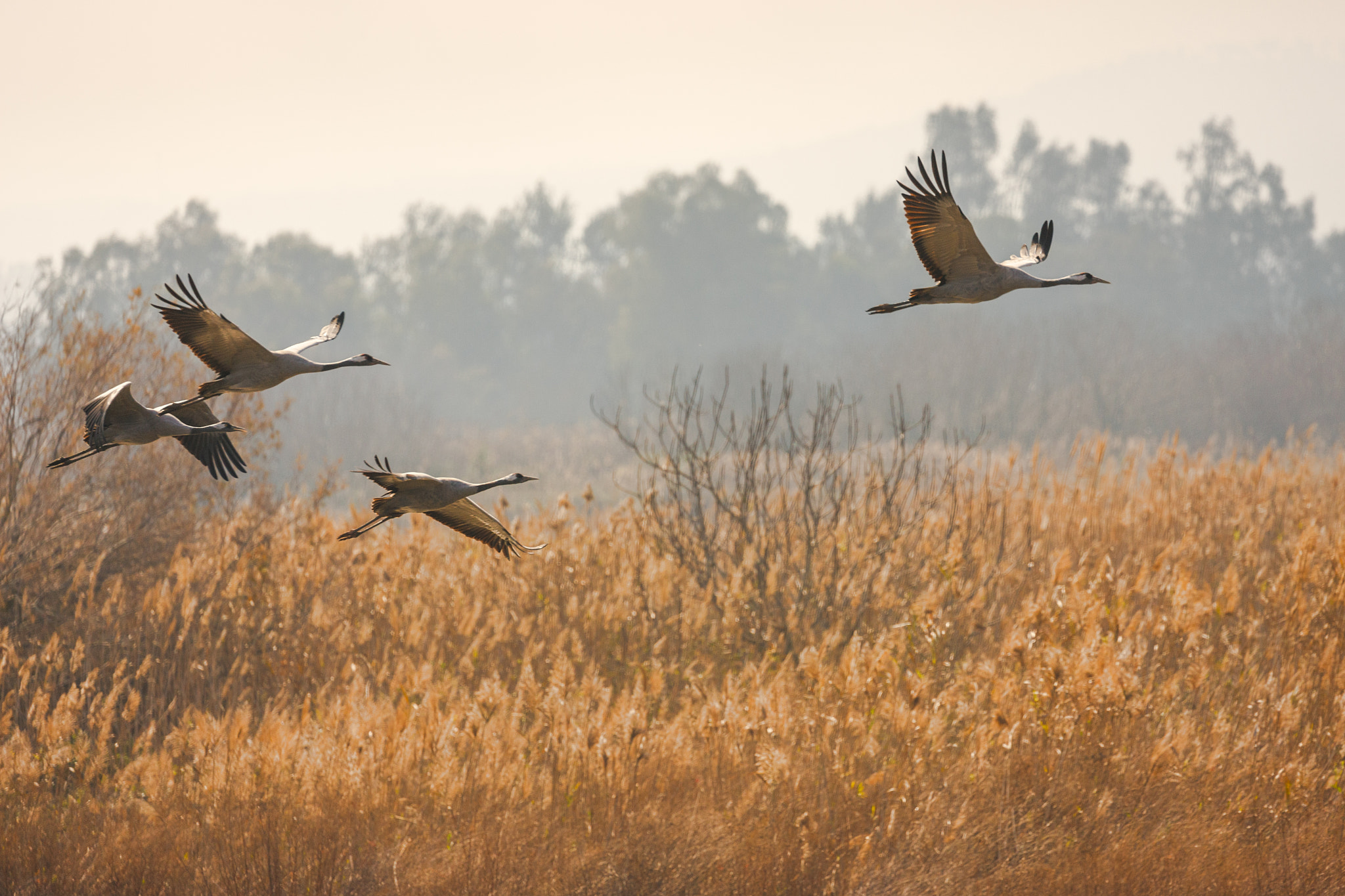 Canon EOS-1Ds Mark III sample photo. Cranes photography