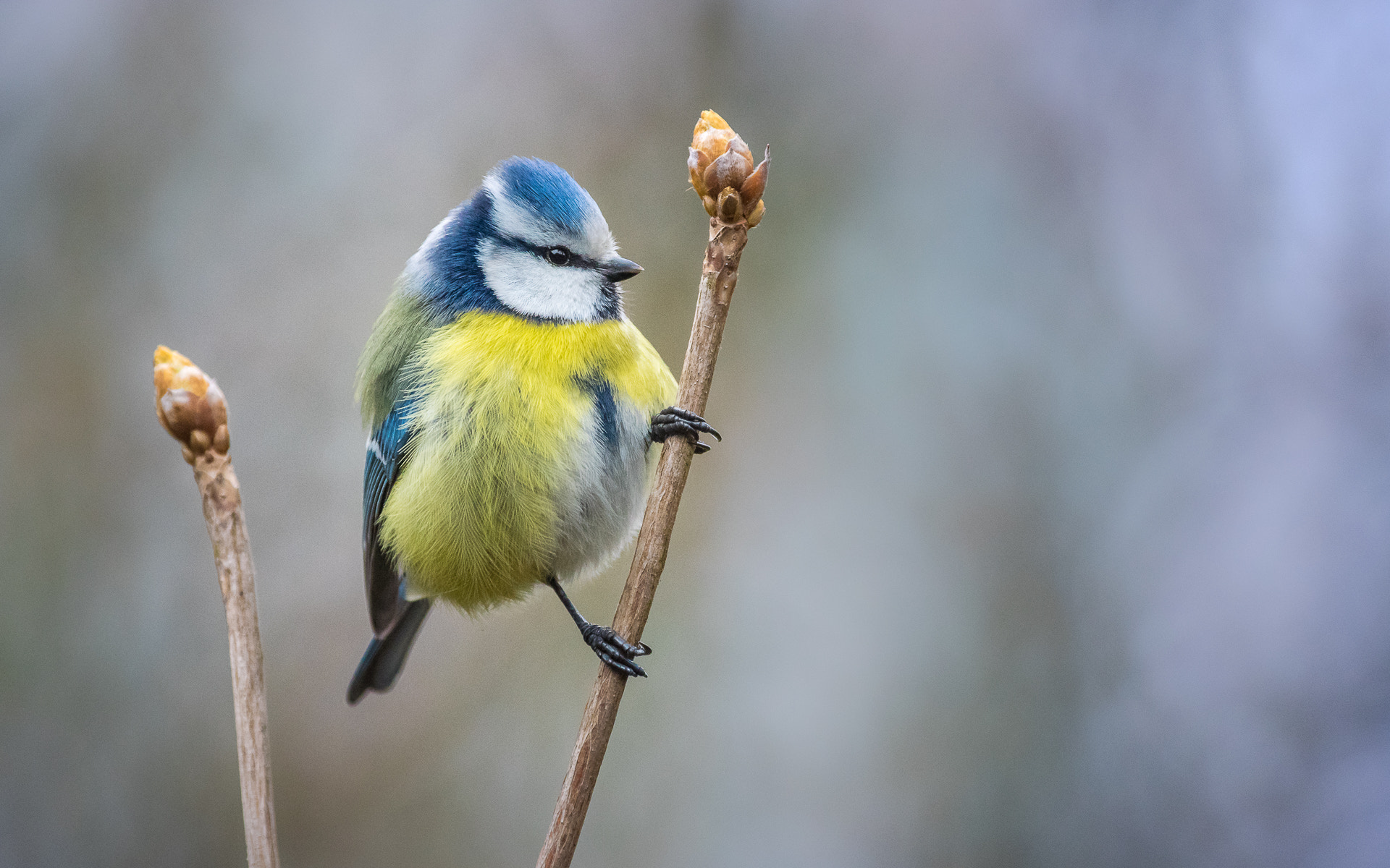 Pentax K-3 sample photo. Bluetit in the winter forest photography