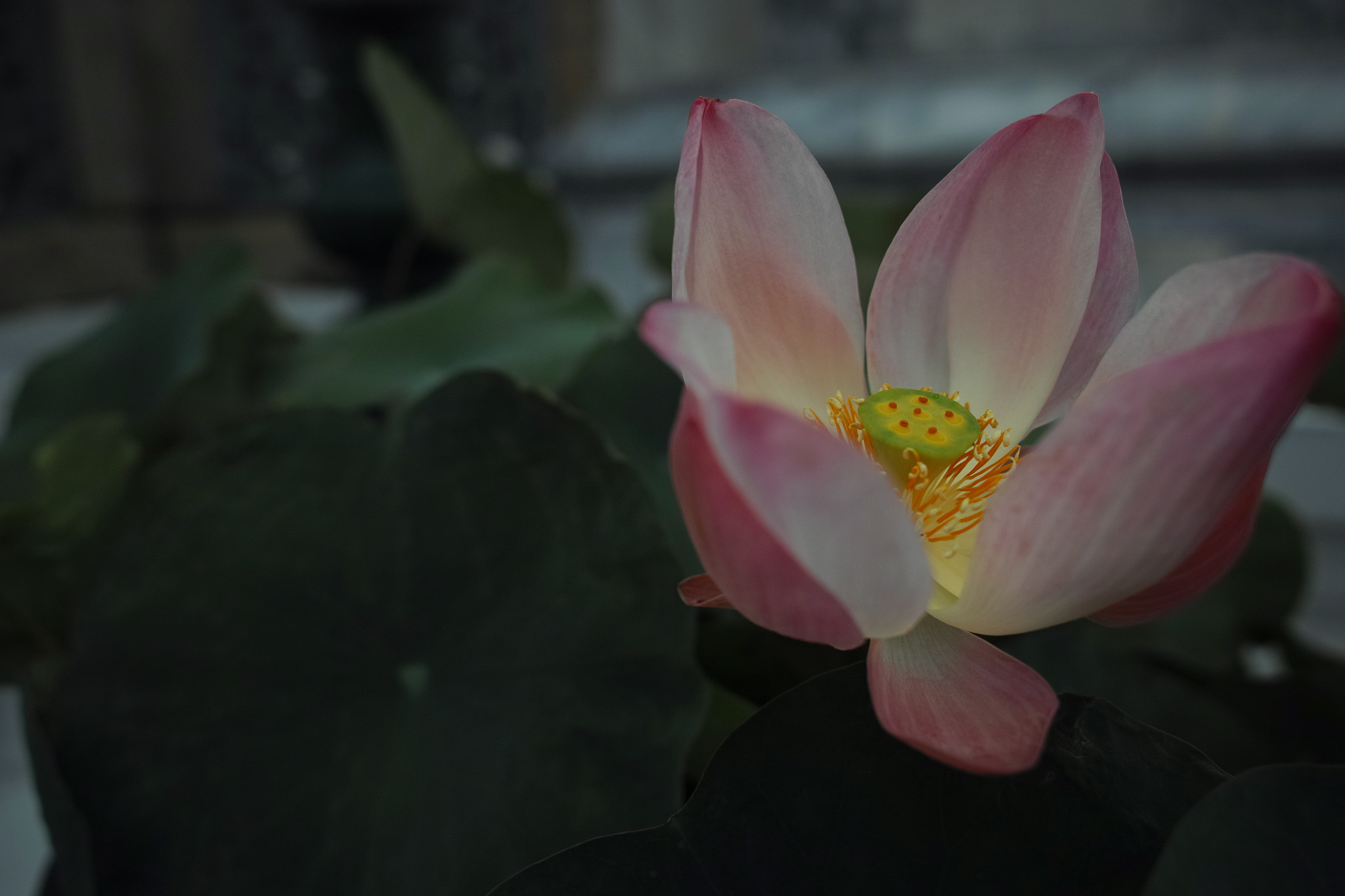 Sigma dp1 Quattro sample photo. Lotus photography