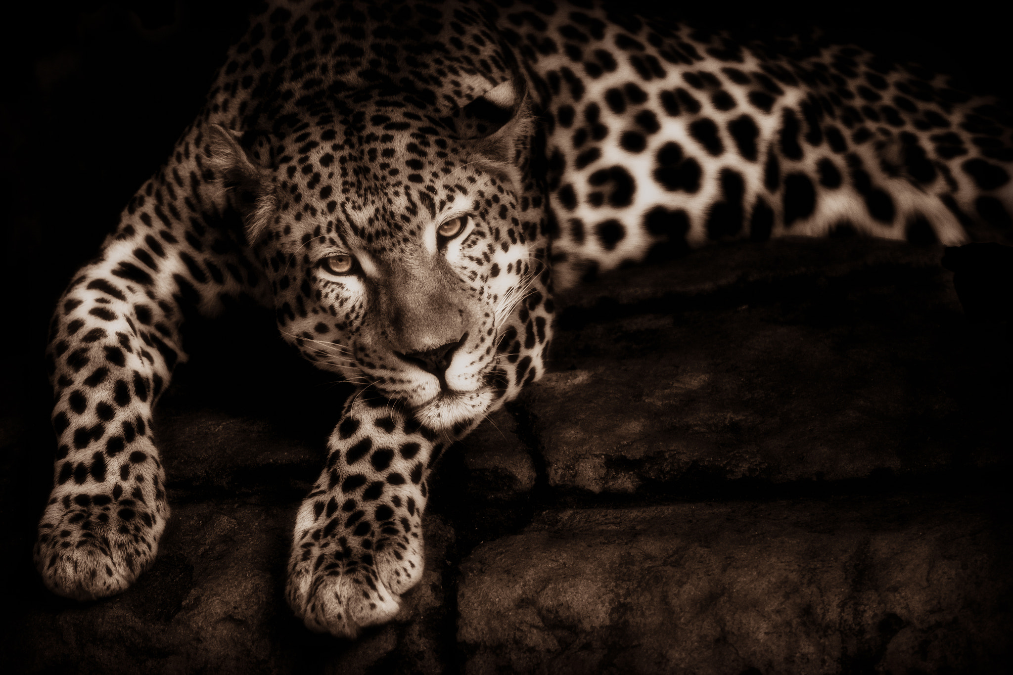 Nikon D7100 sample photo. Leopard photography