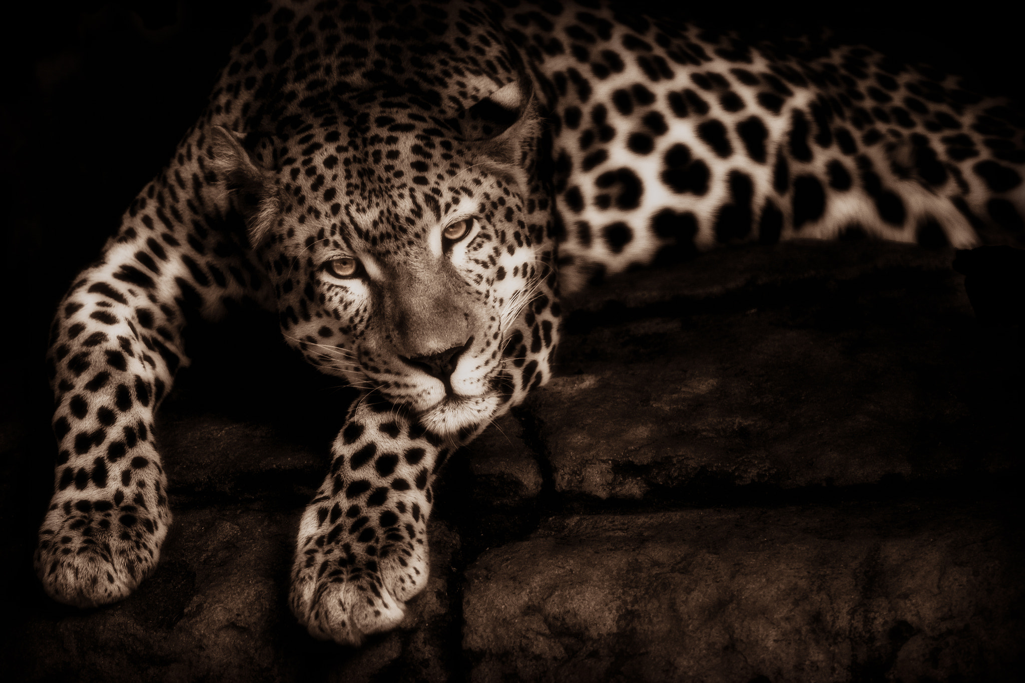 Nikon D7100 + Nikon AF-S Nikkor 300mm F4D ED-IF sample photo. Leopard photography