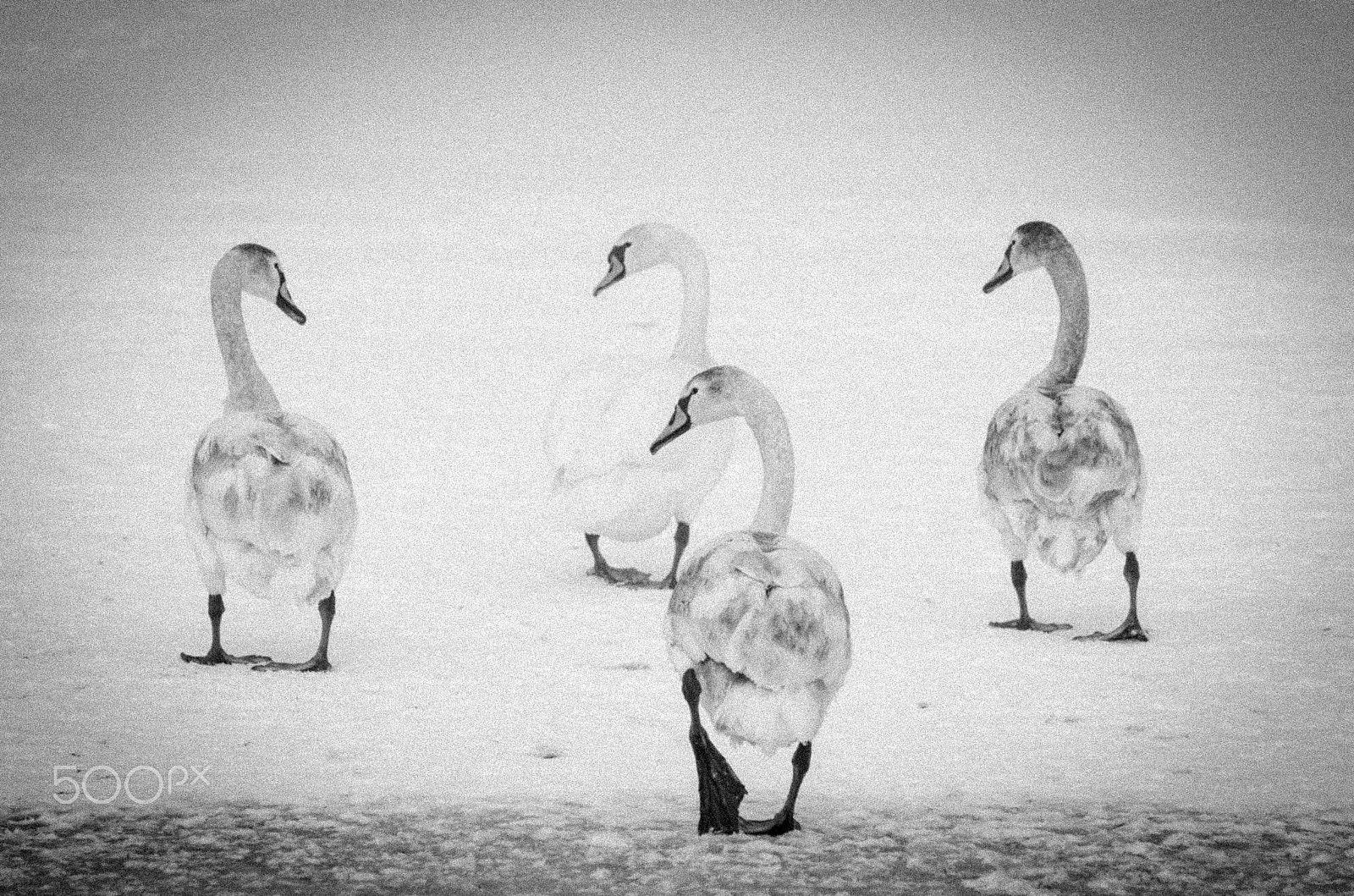 Nikon D7000 sample photo. Swans walking on the frozen river photography