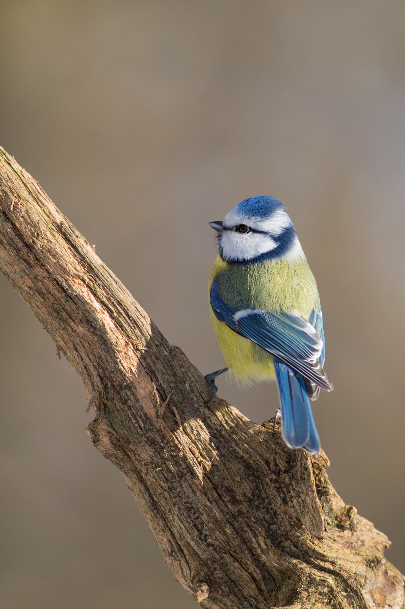 Canon EF 400mm F5.6L USM sample photo. Sýkora modřinka (cyanistes caeruleus) photography
