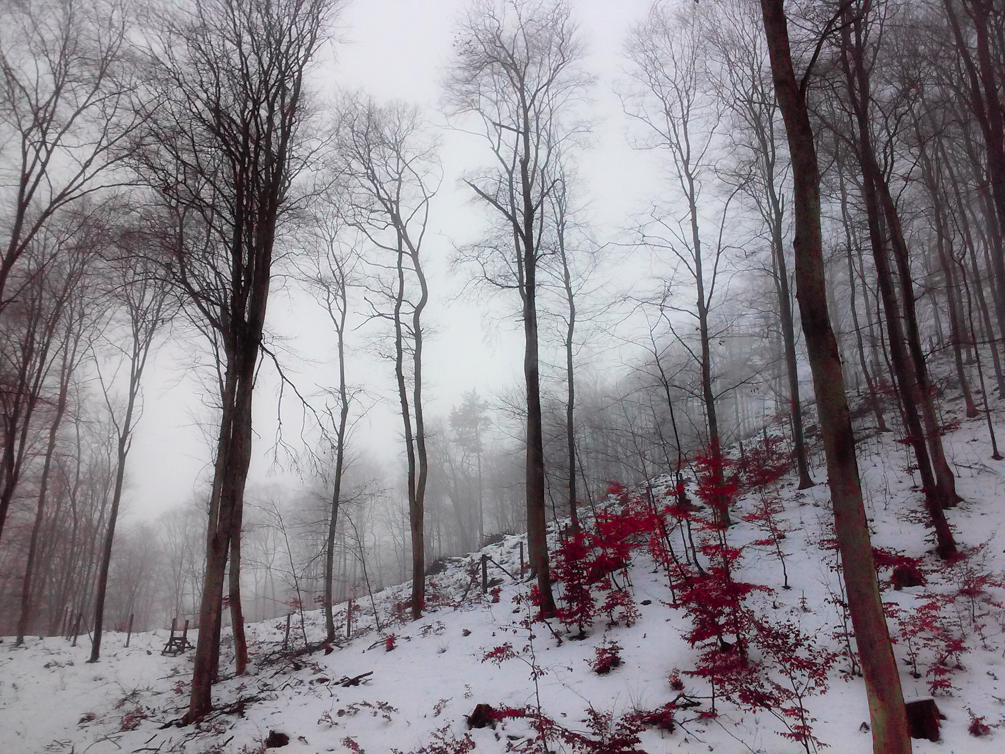 LG L70 sample photo