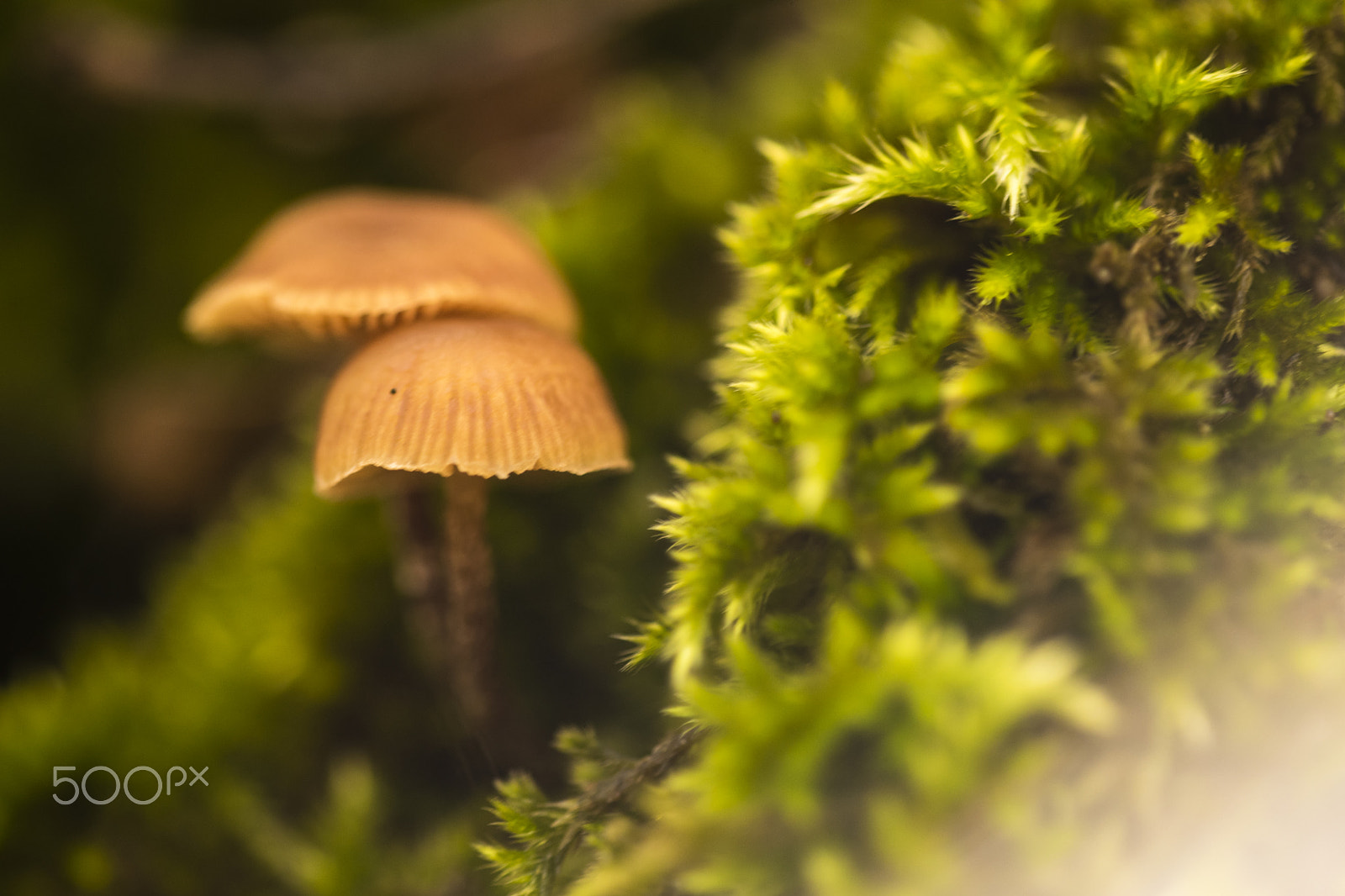 Sigma 150mm F2.8 EX DG Macro HSM sample photo. Two mycenas #1 photography
