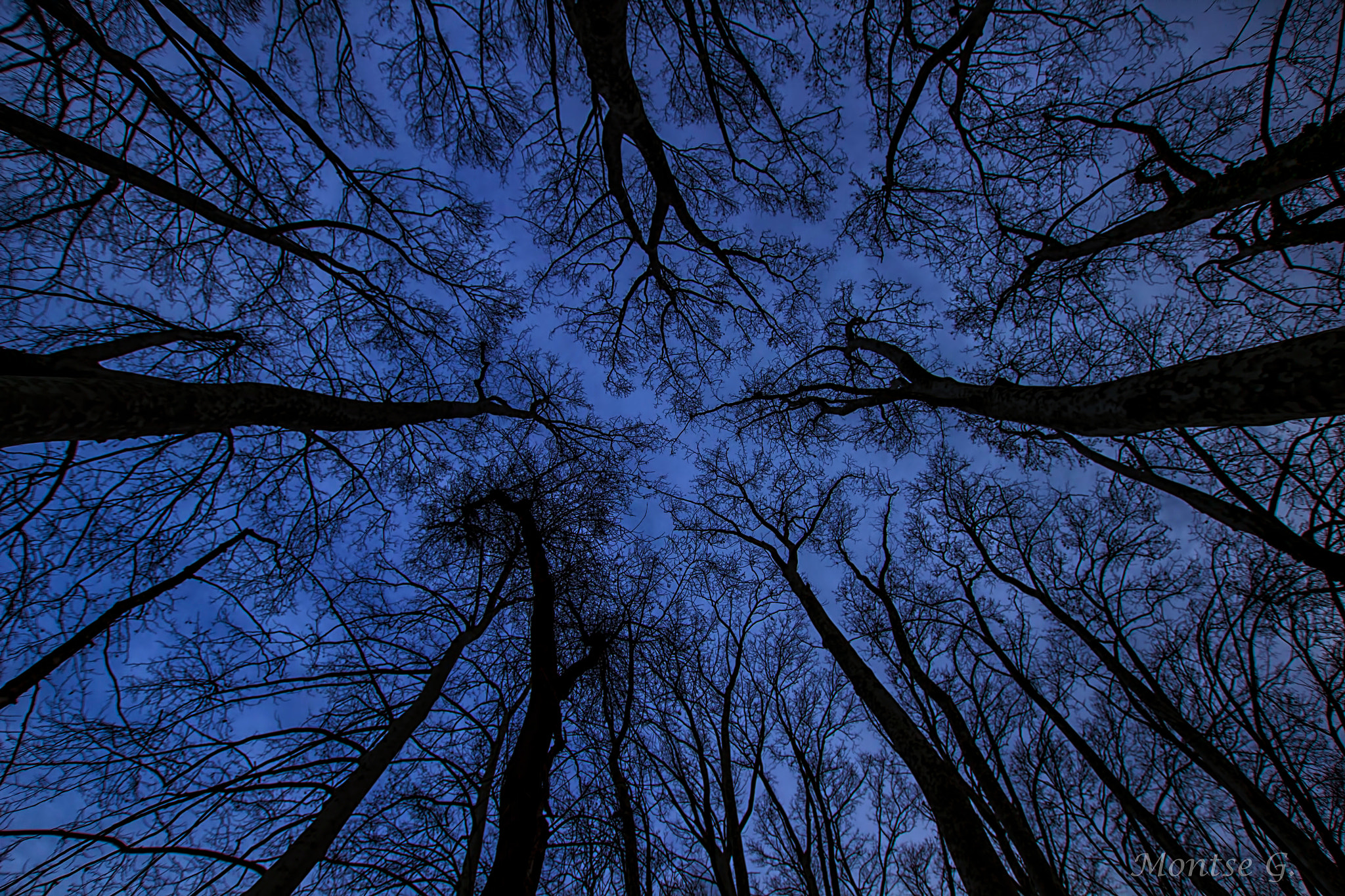 Sigma 10-20mm F3.5 EX DC HSM sample photo. Trees photography