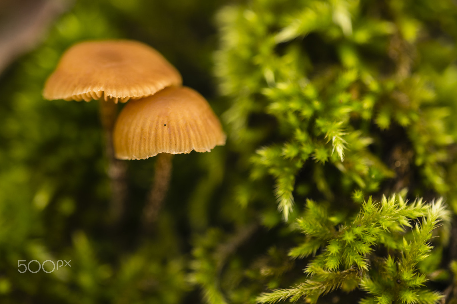 Sigma 150mm F2.8 EX DG Macro HSM sample photo. Two mycenas #2 photography