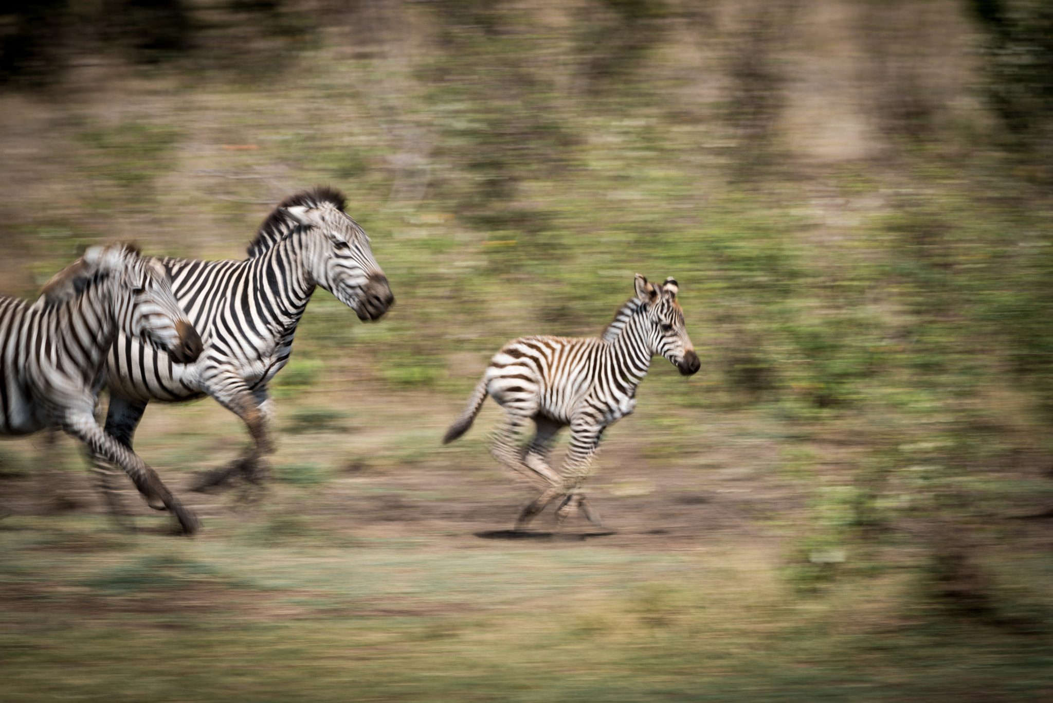 Nikon D810 sample photo. Zebra pan photography
