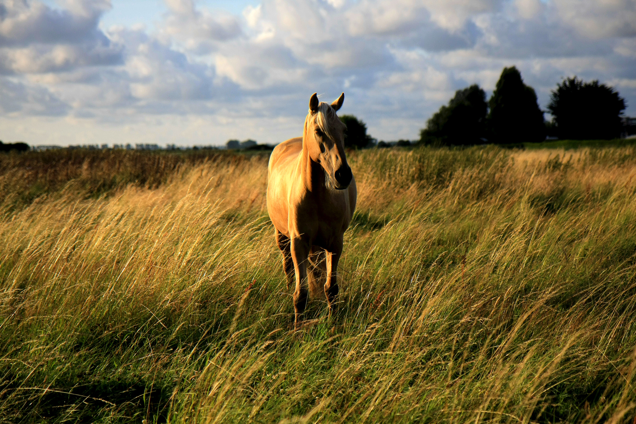 Canon EOS 40D sample photo. Twilight horse photography