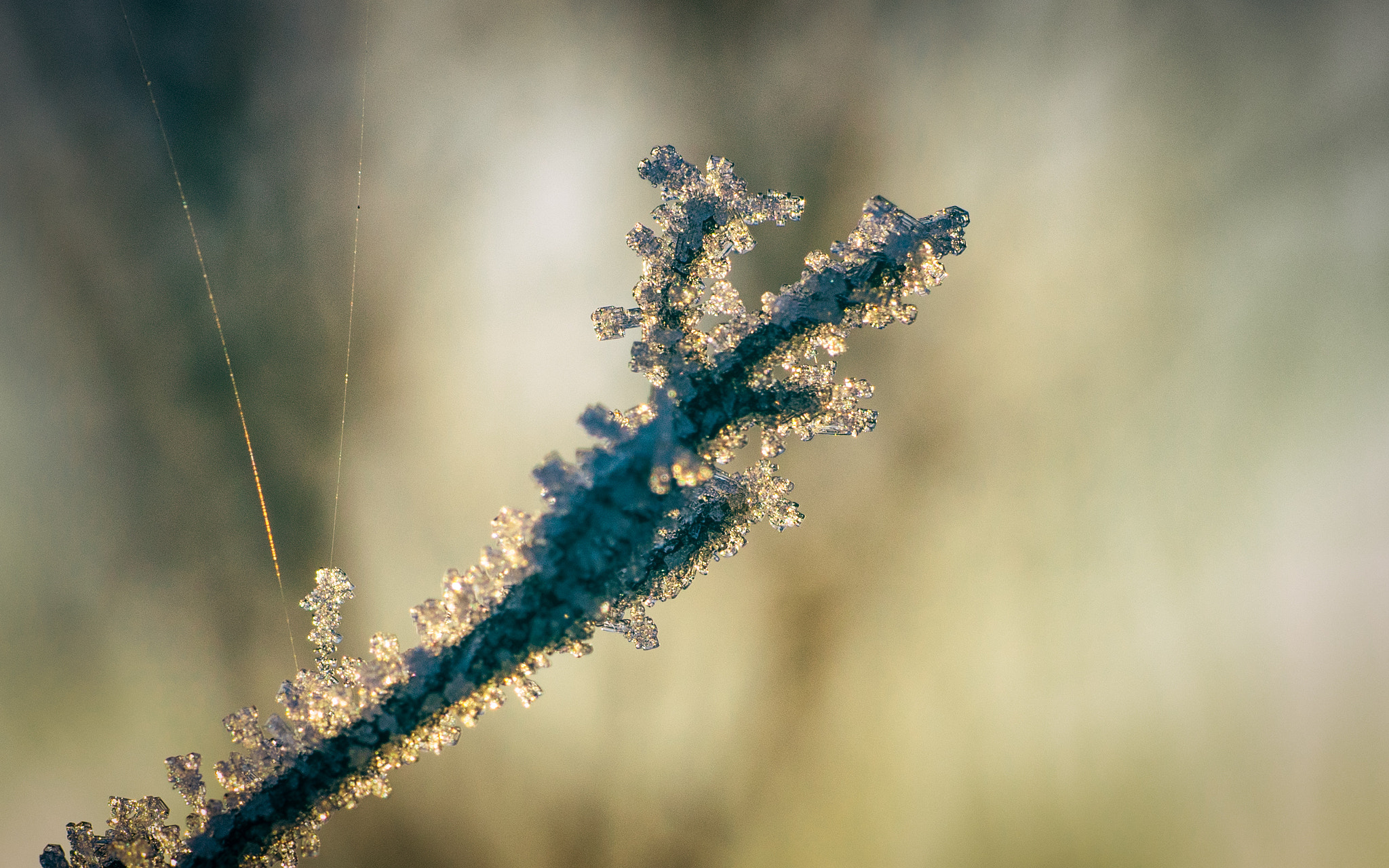 Panasonic Leica DG Macro-Elmarit 45mm F2.8 ASPH OIS sample photo. Cold! photography