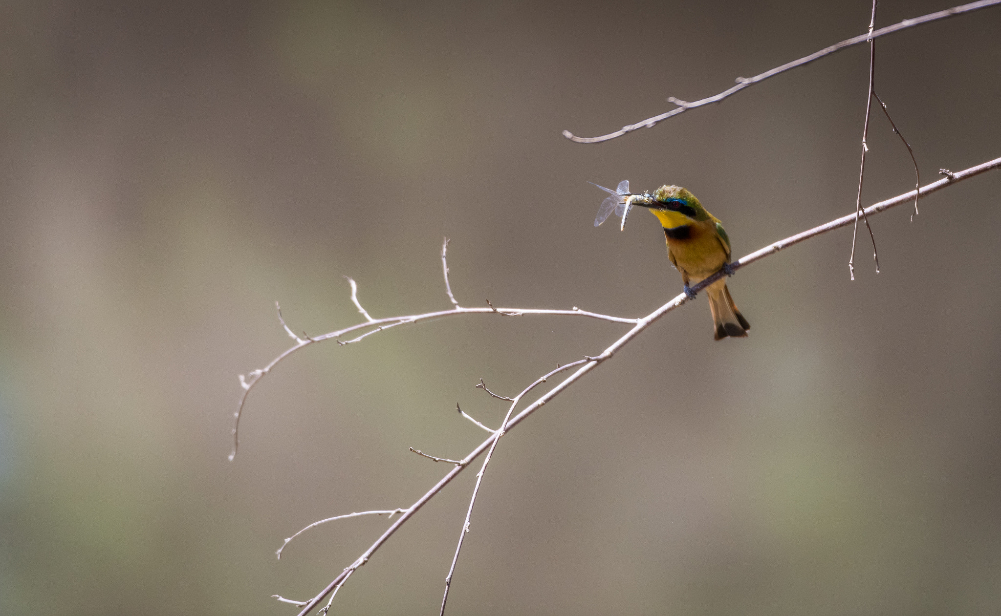 Nikon D810 sample photo. Beeeater photography