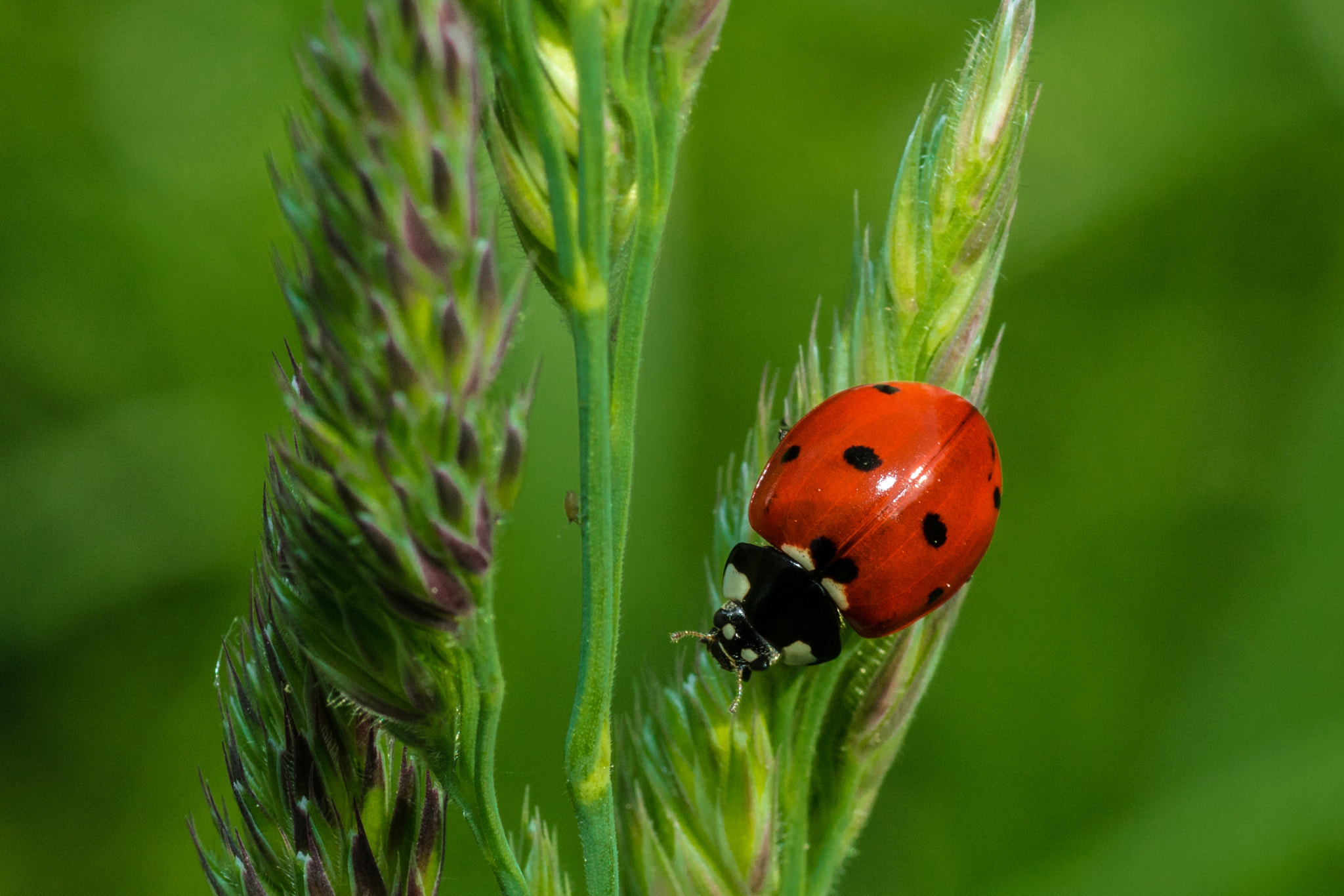 Canon EOS 700D (EOS Rebel T5i / EOS Kiss X7i) + Tamron SP AF 90mm F2.8 Di Macro sample photo. Cox photography